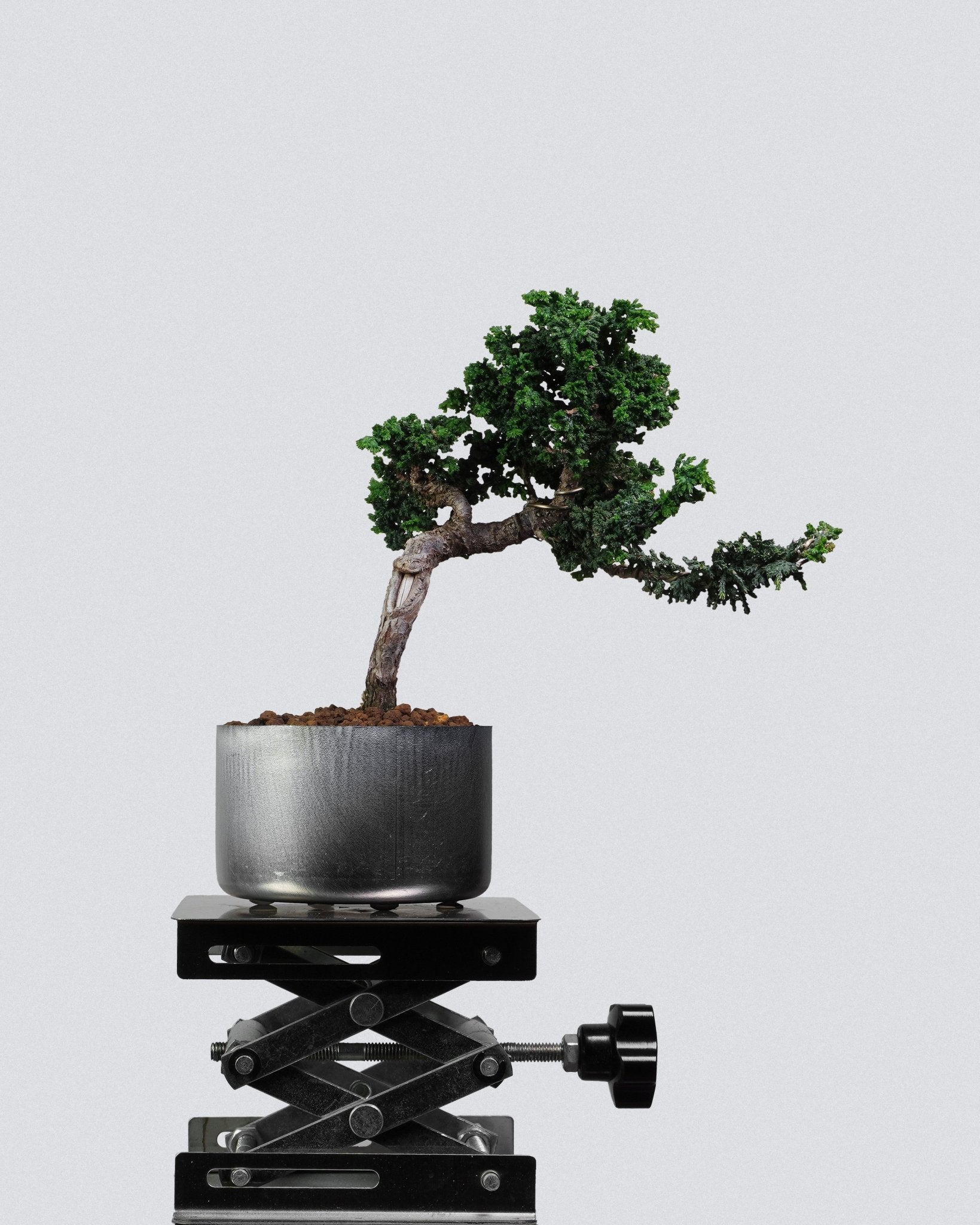 石化檜　樹齢約20年　優良盆栽　小品盆栽 石化檜（小品）