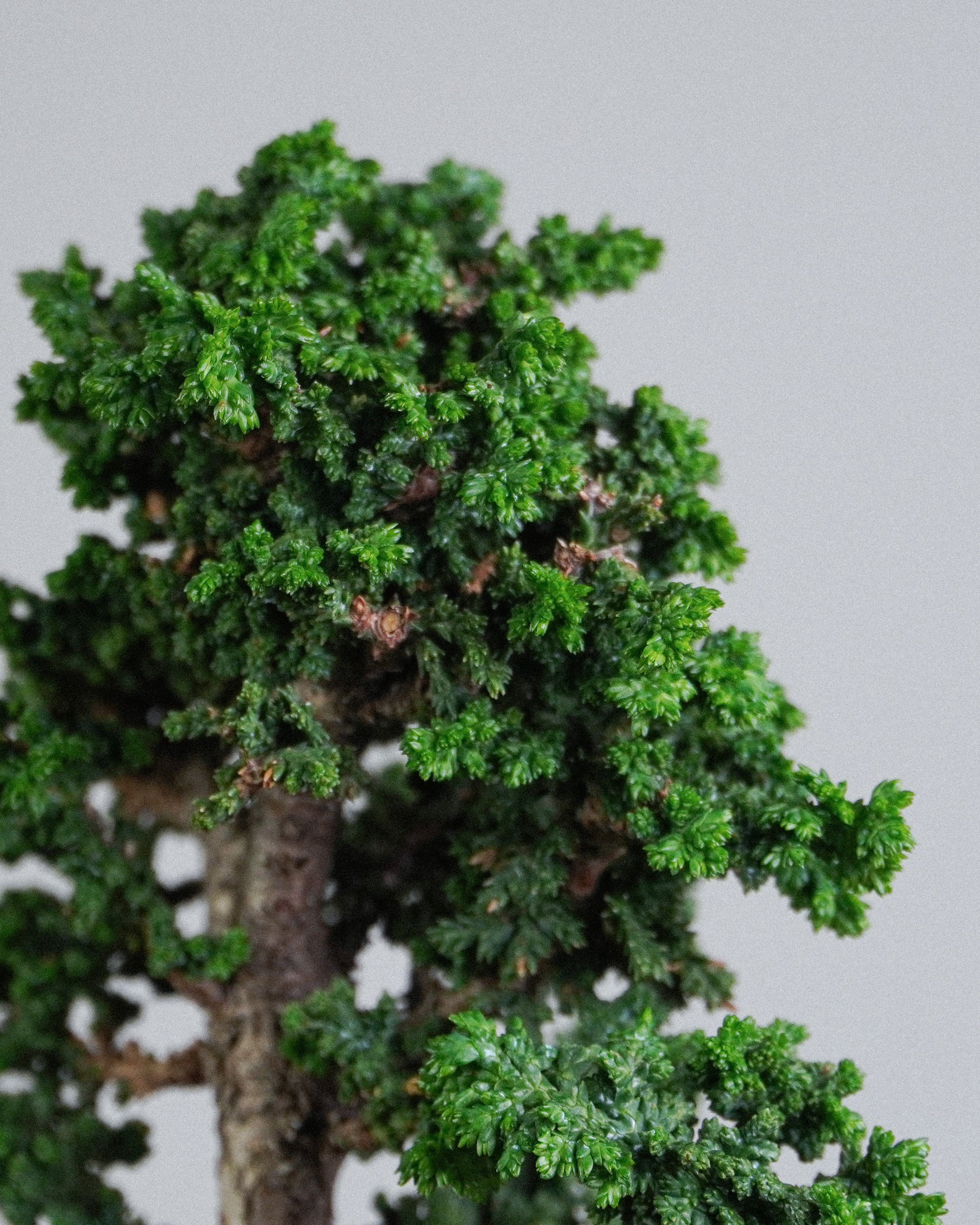 石化檜 Sekka Hinoki Cypress Bonsai 深綠色石化鱗葉團簇細部特寫 盆栽香港室內植物