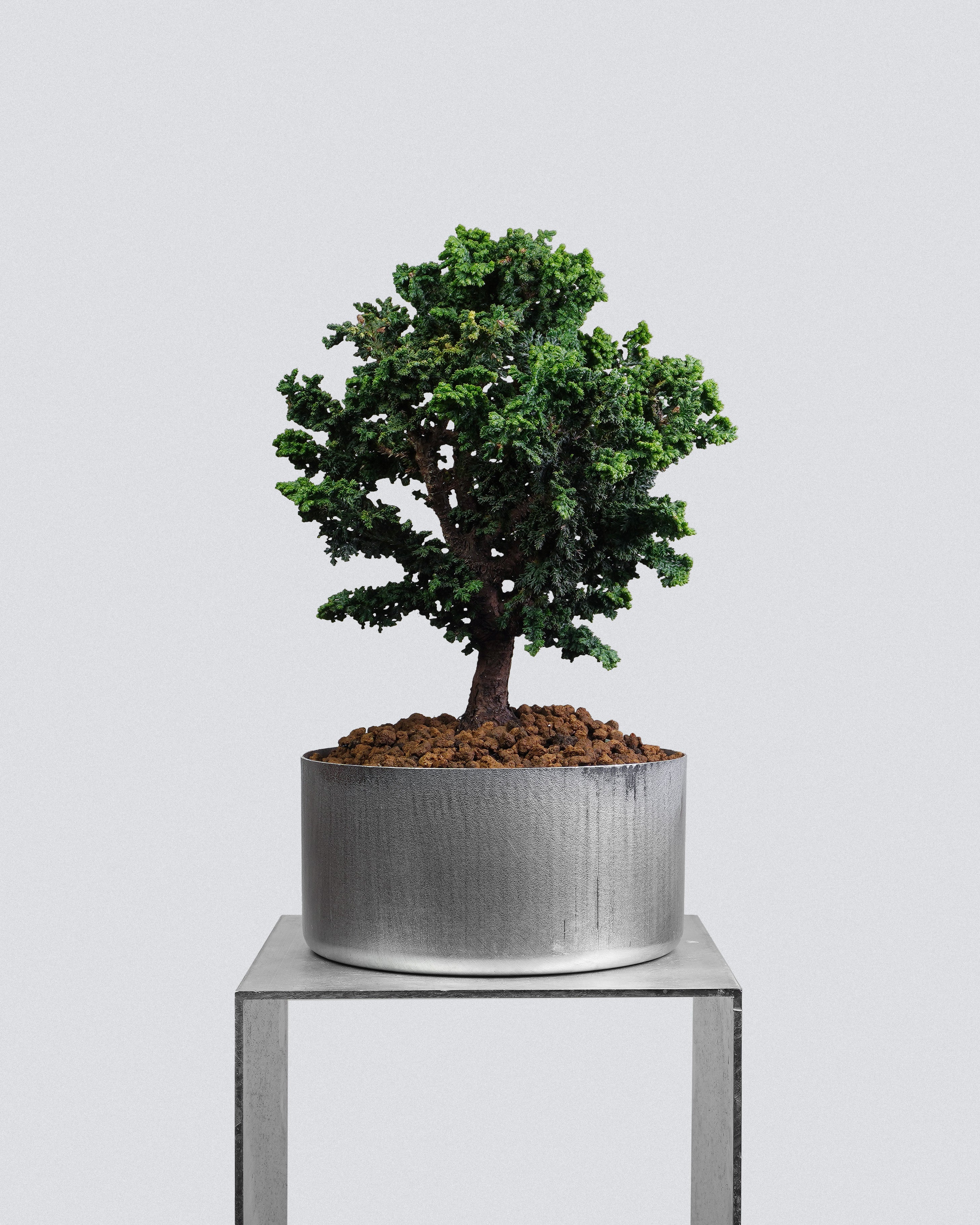 Sekka Hinoki Cypress
