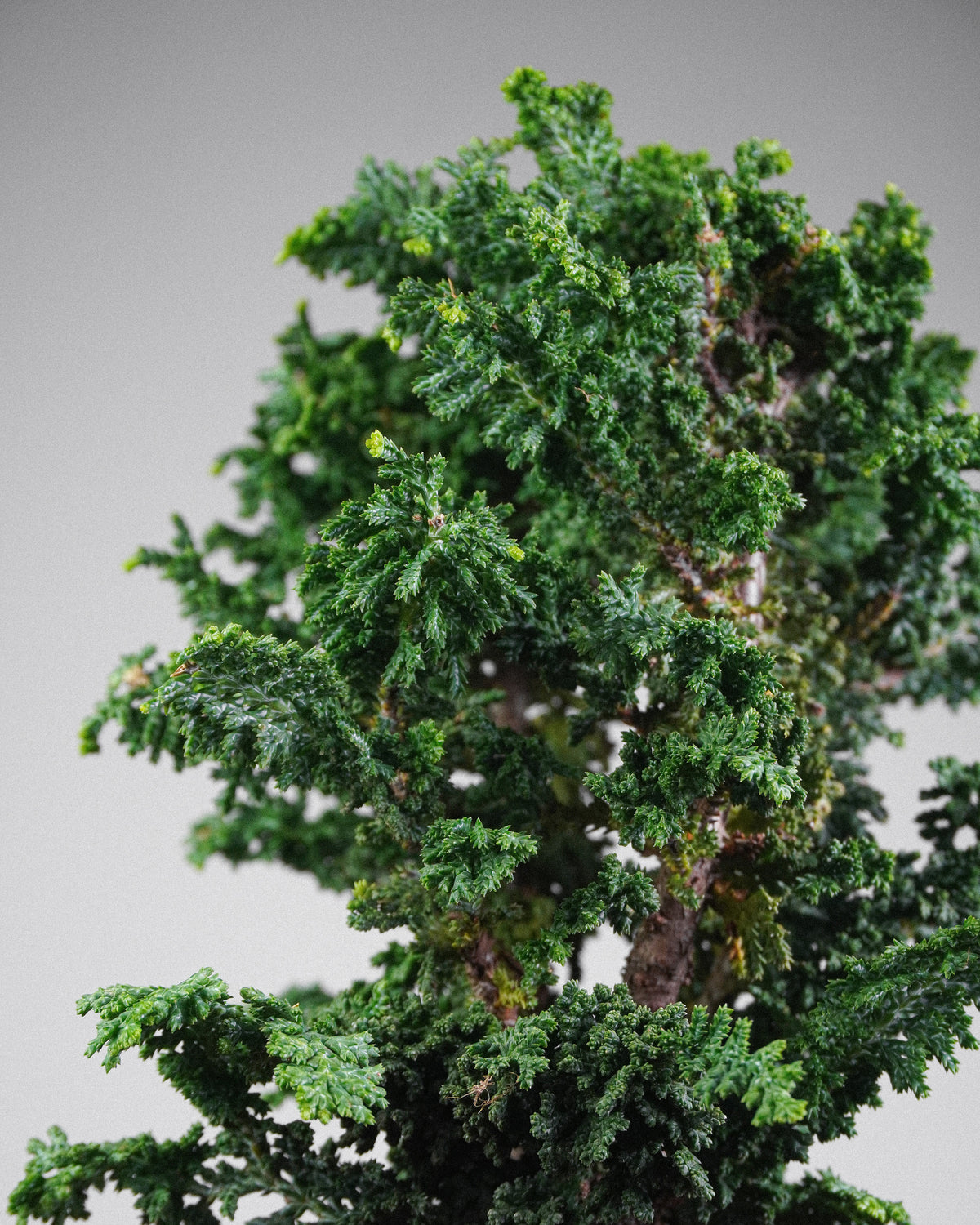 Sekka Hinoki Cypress 022