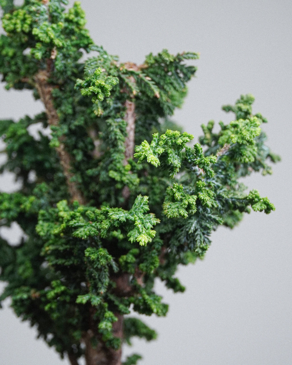 Sekka Hinoki Cypress