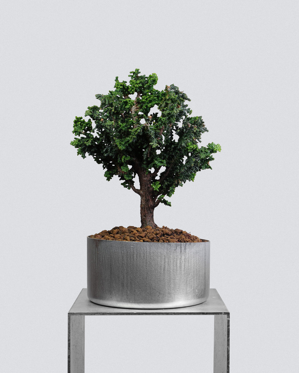 Sekka Hinoki Cypress