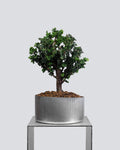 Sekka Hinoki Cypress