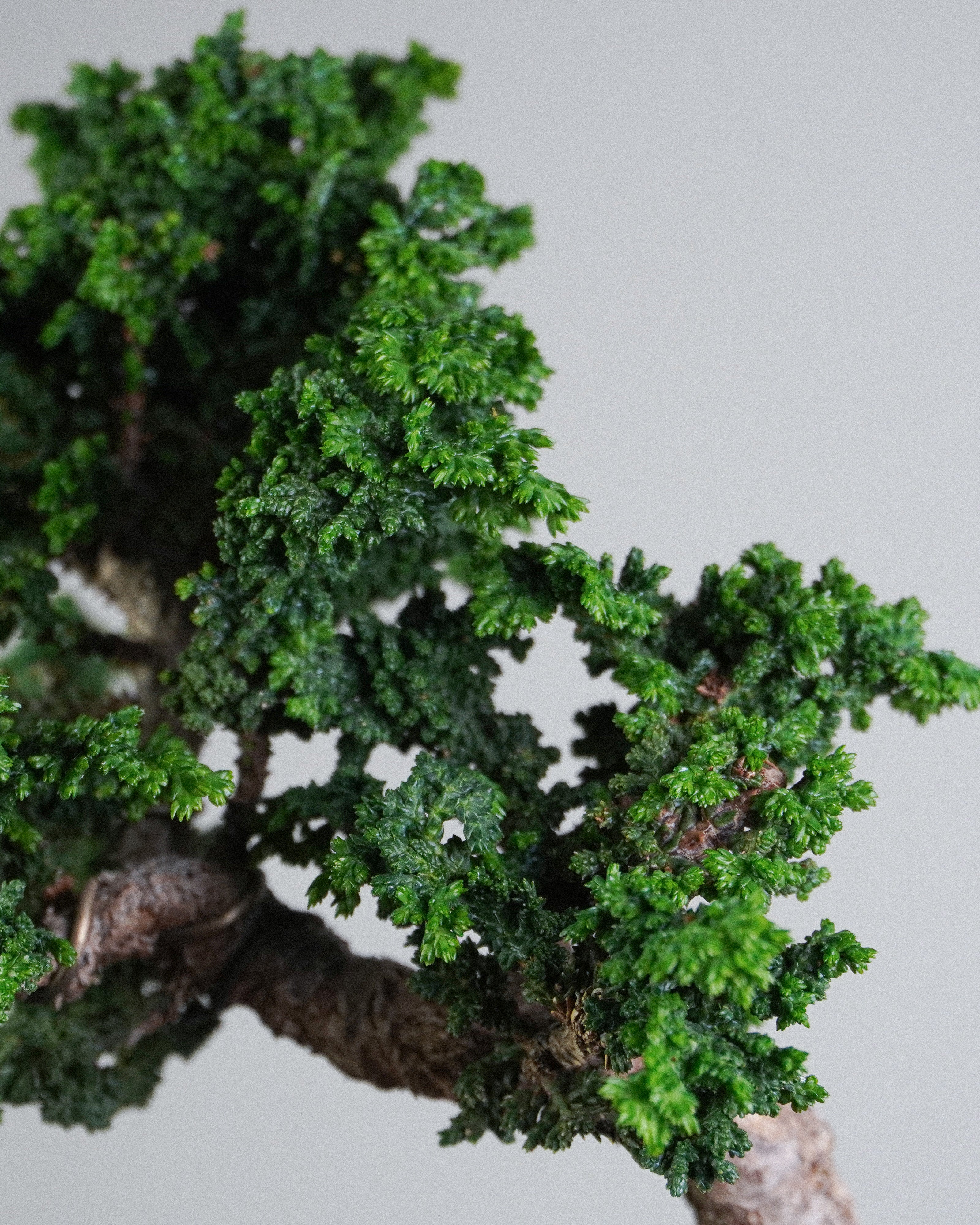 石化檜 Sekka Hinoki Cypress Bonsai 深綠色石化鱗葉團簇細節特寫 盆栽香港辦公室植物