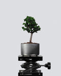 Sekka Hinoki Cypress - Bonso