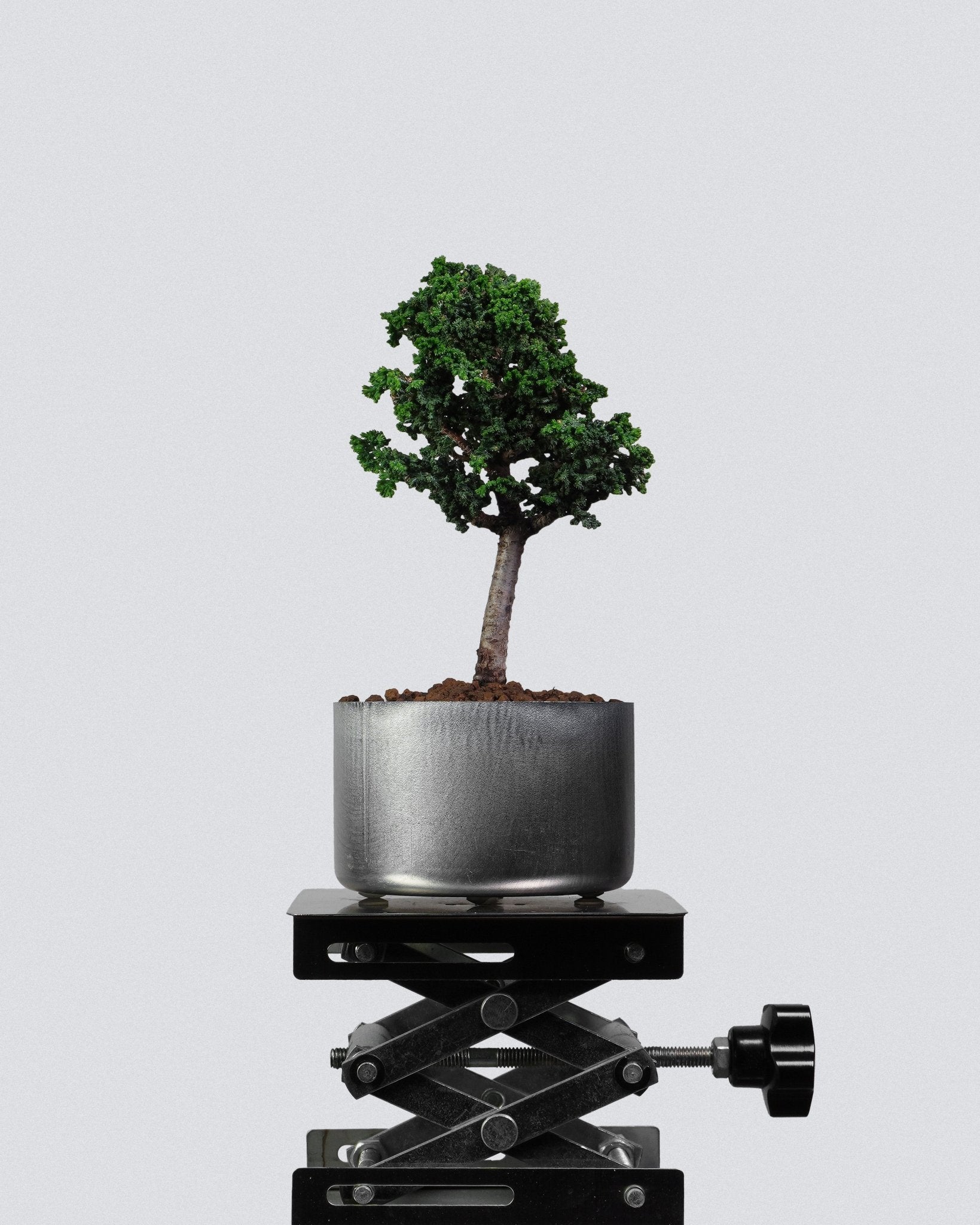 Sekka Hinoki Cypress - Bonso