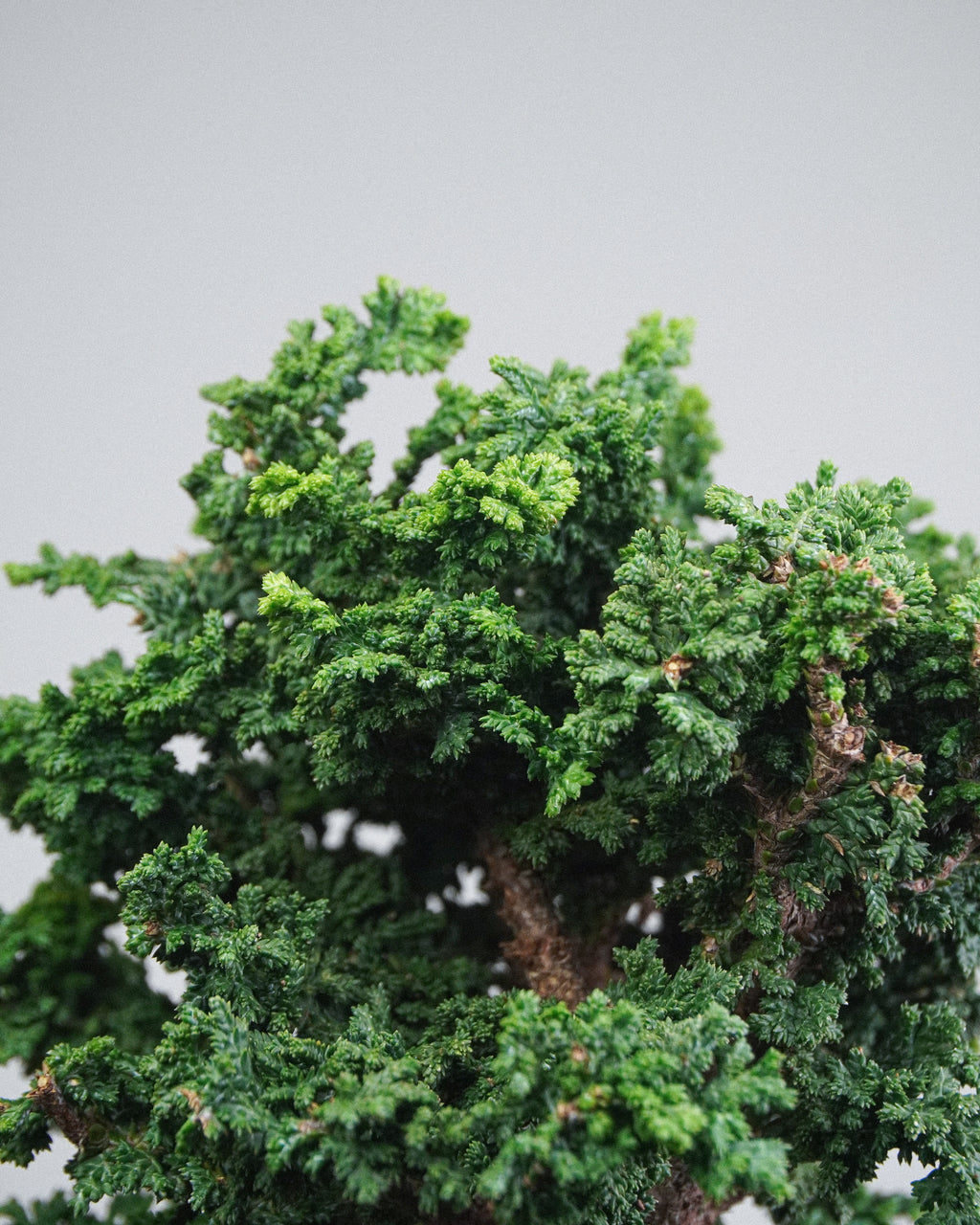 Sekka Hinoki Cypress