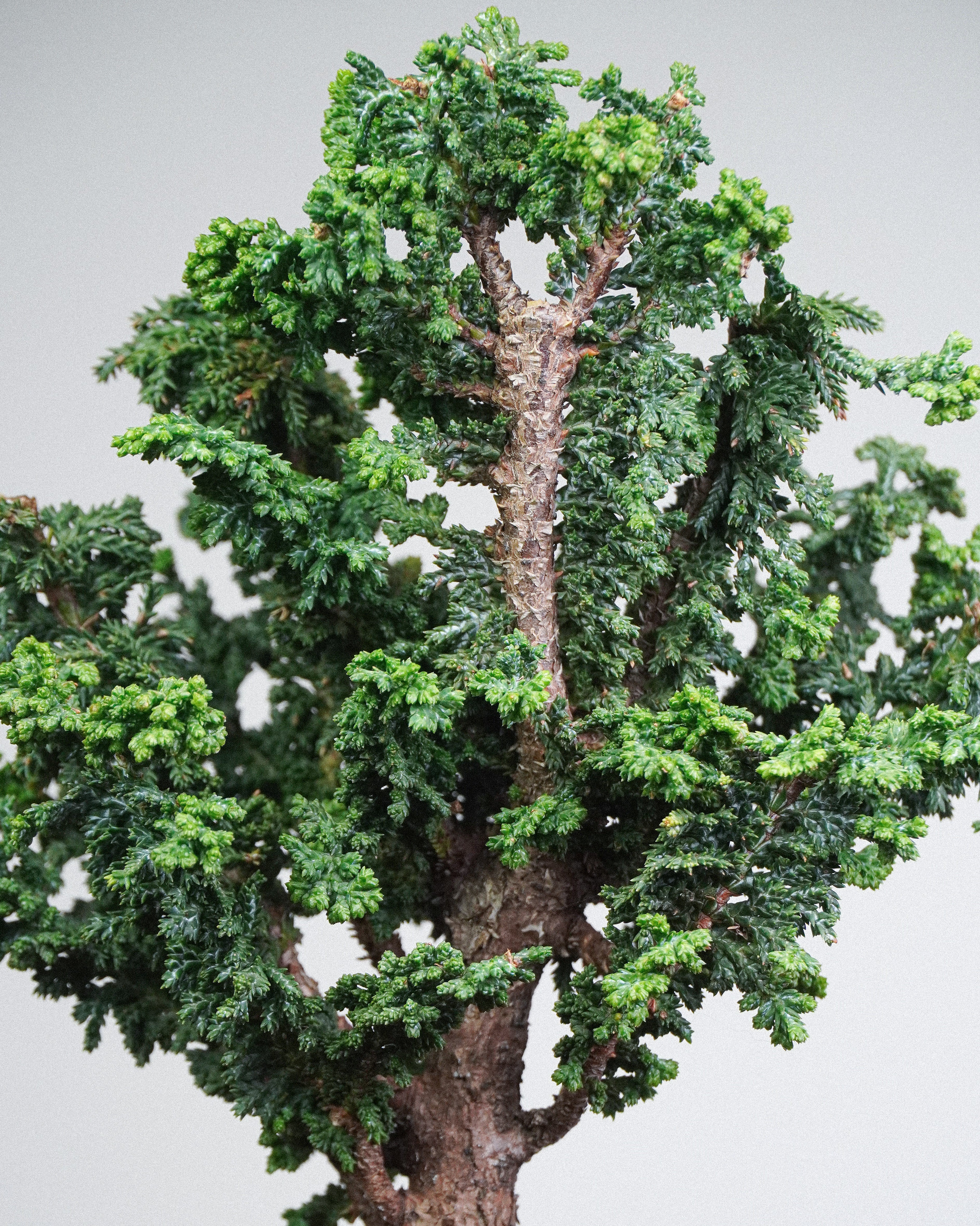 Sekka Hinoki Cypress