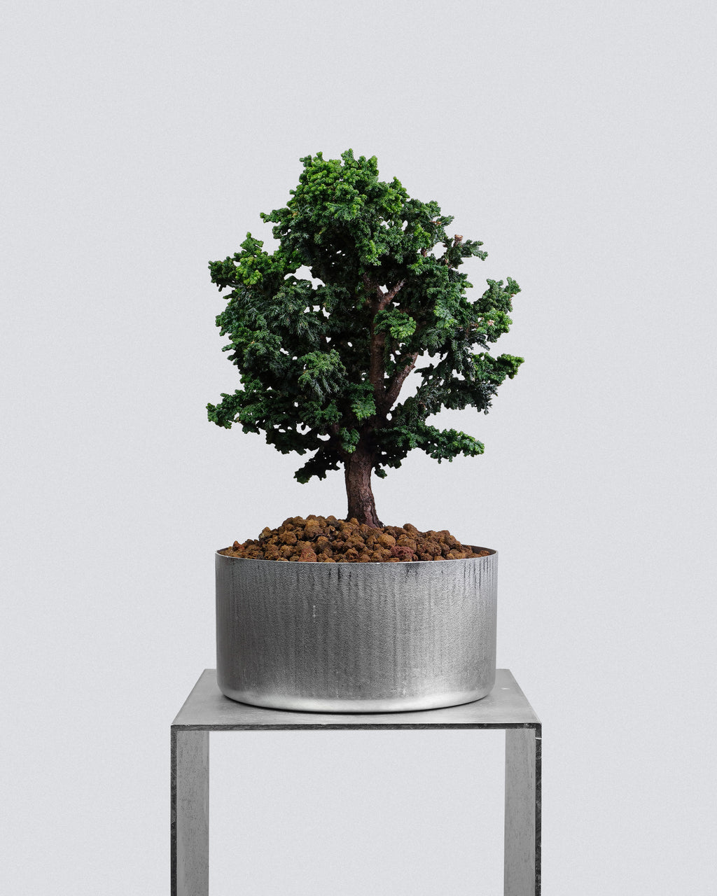 Sekka Hinoki Cypress