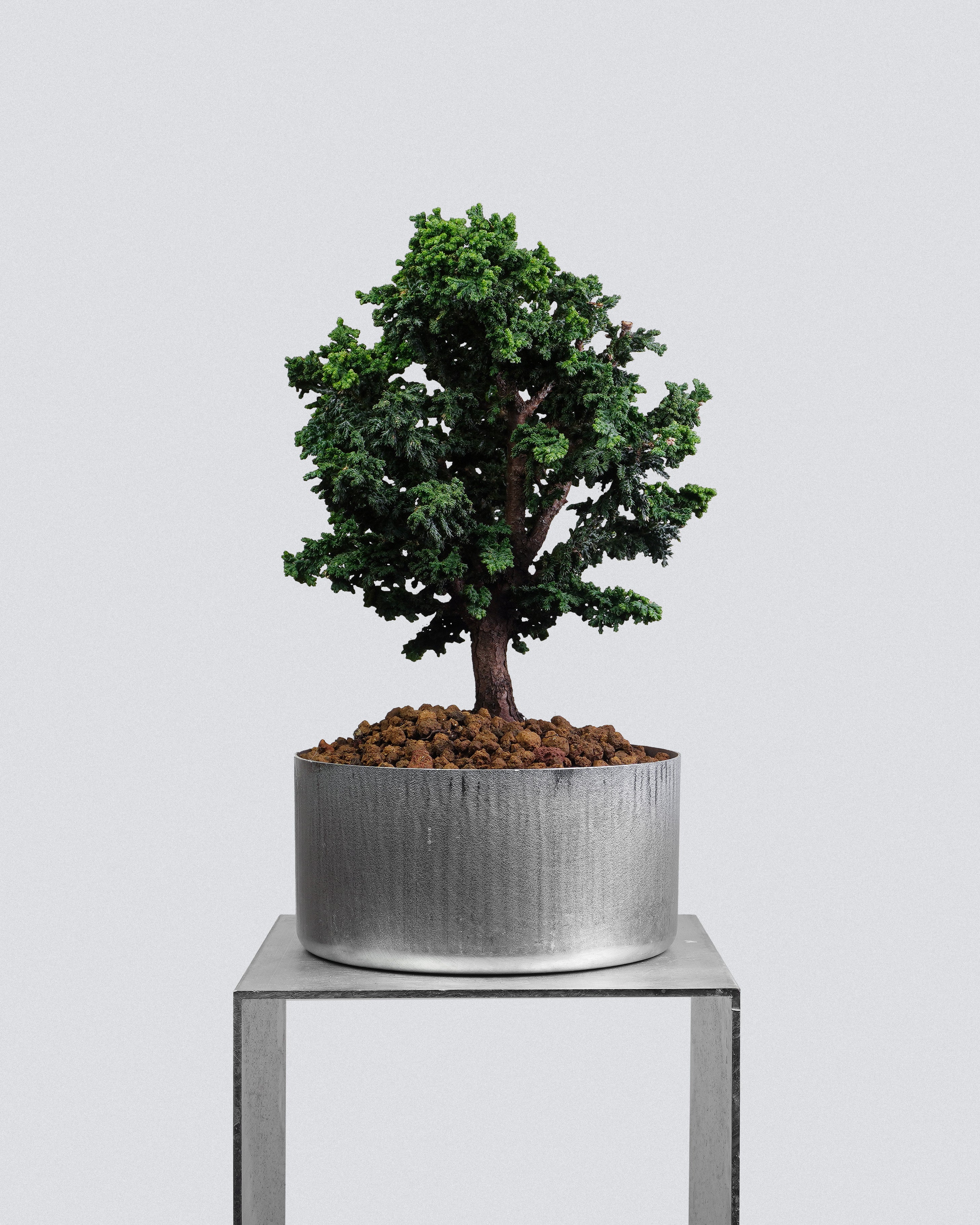 Sekka Hinoki Cypress
