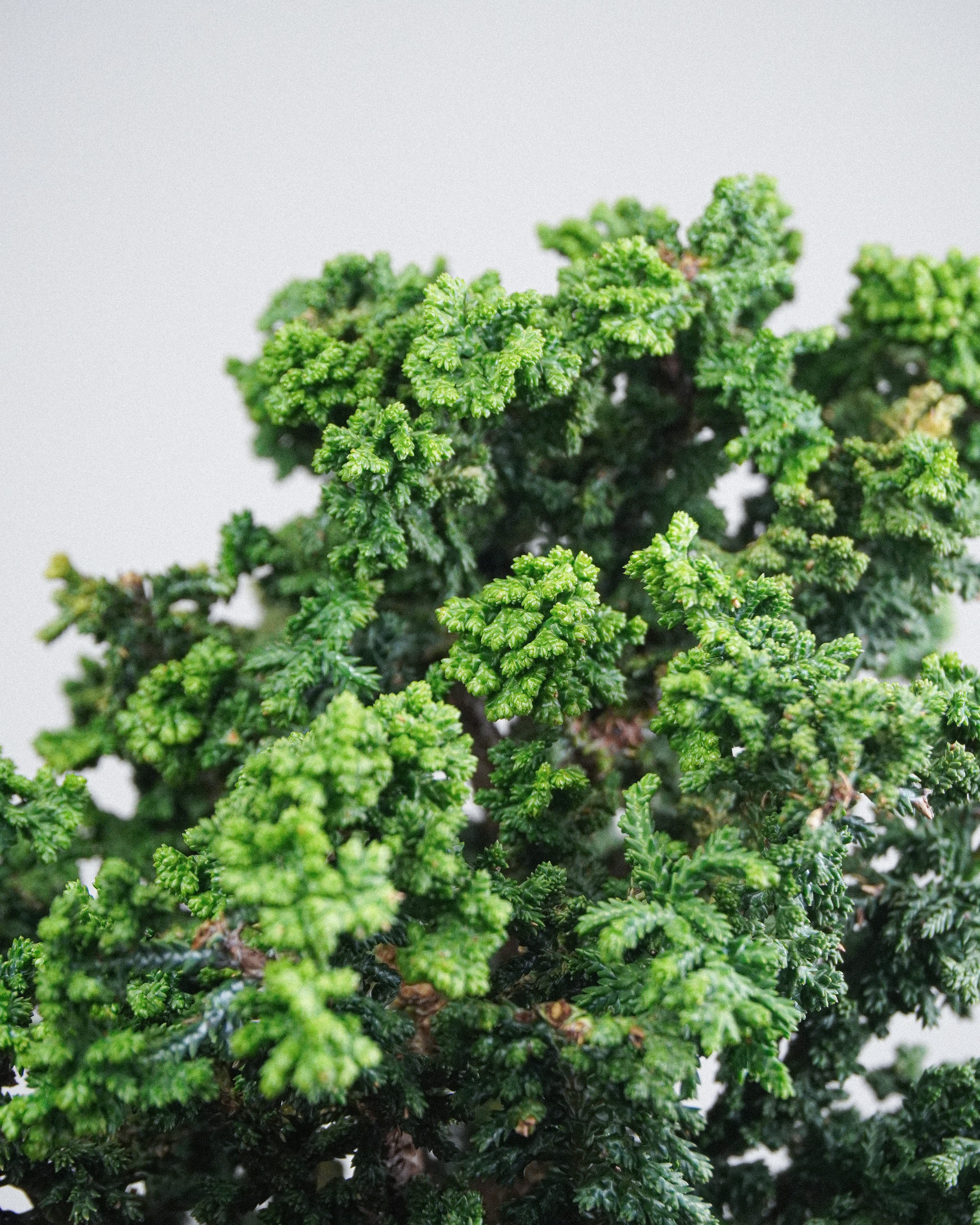 Sekka Hinoki Cypress