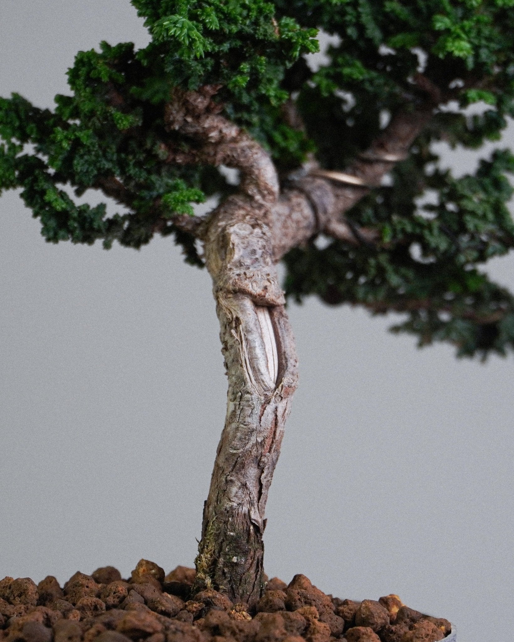 Sekka Hinoki Cypress - Bonso