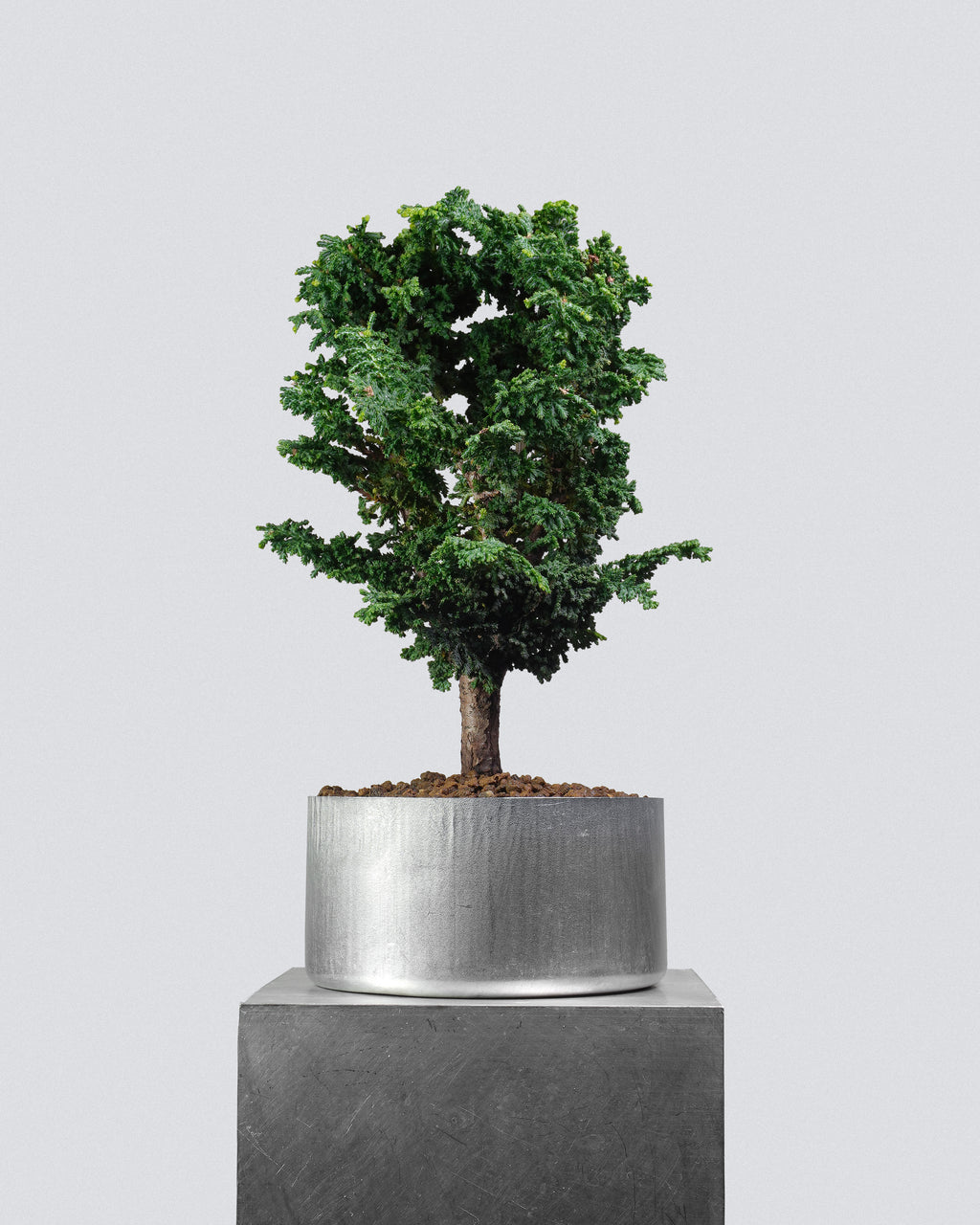 Sekka Hinoki Cypress 022