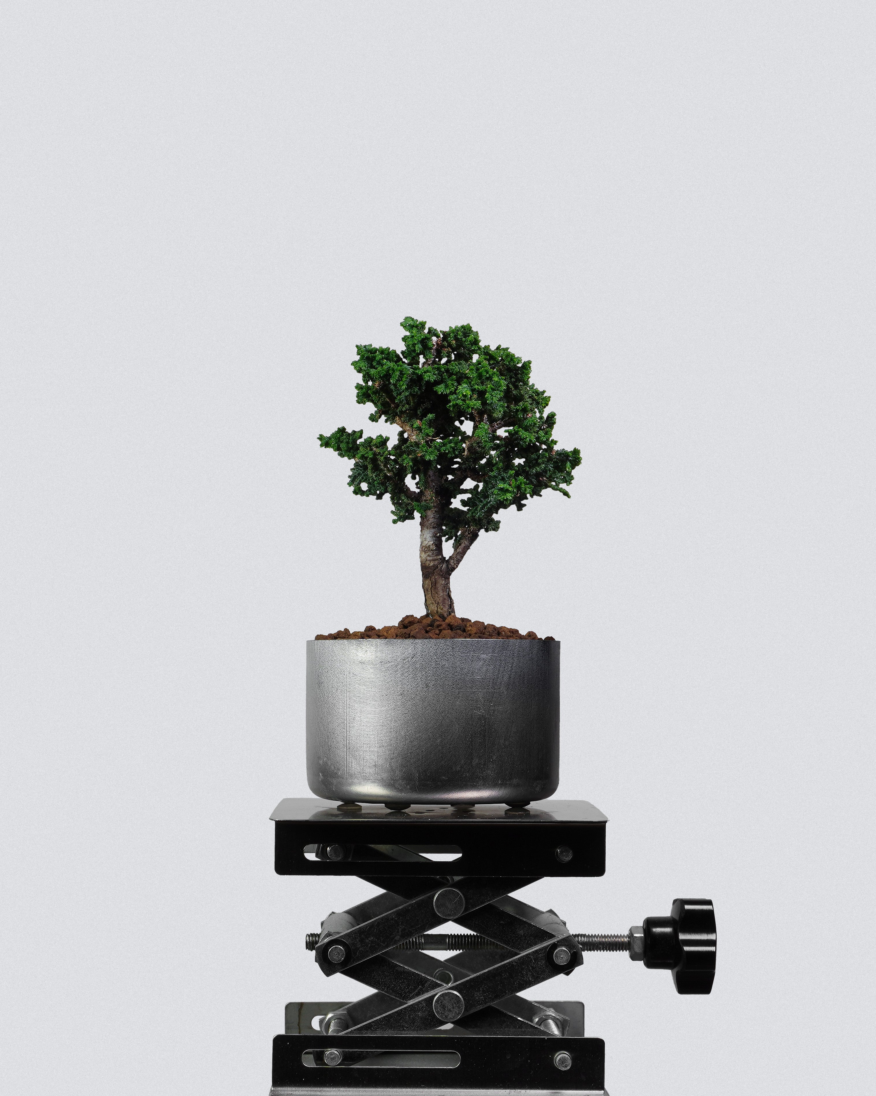 石化檜 Sekka Hinoki Cypress Bonsai 螺旋樹勢與茂密葉團分佈展示 迷你盆景