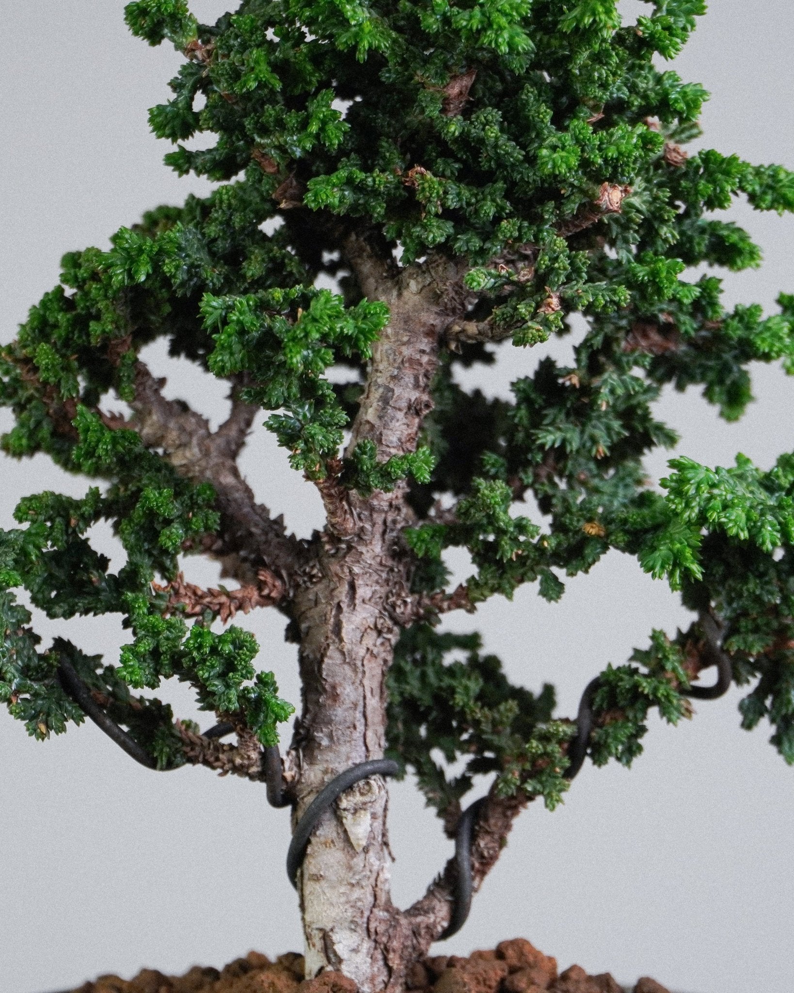 Sekka Hinoki Cypress - Bonso