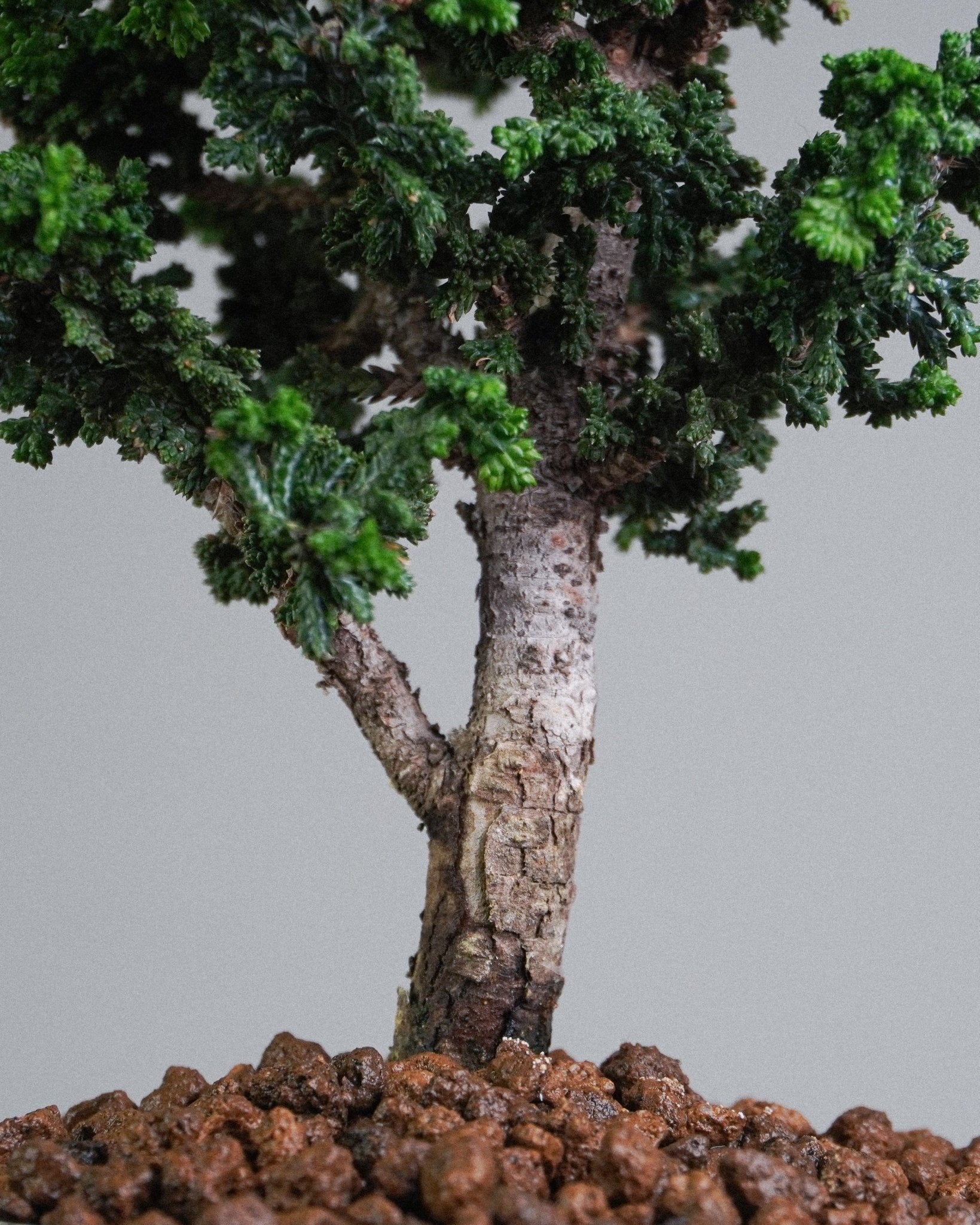 Sekka Hinoki Cypress - Bonso