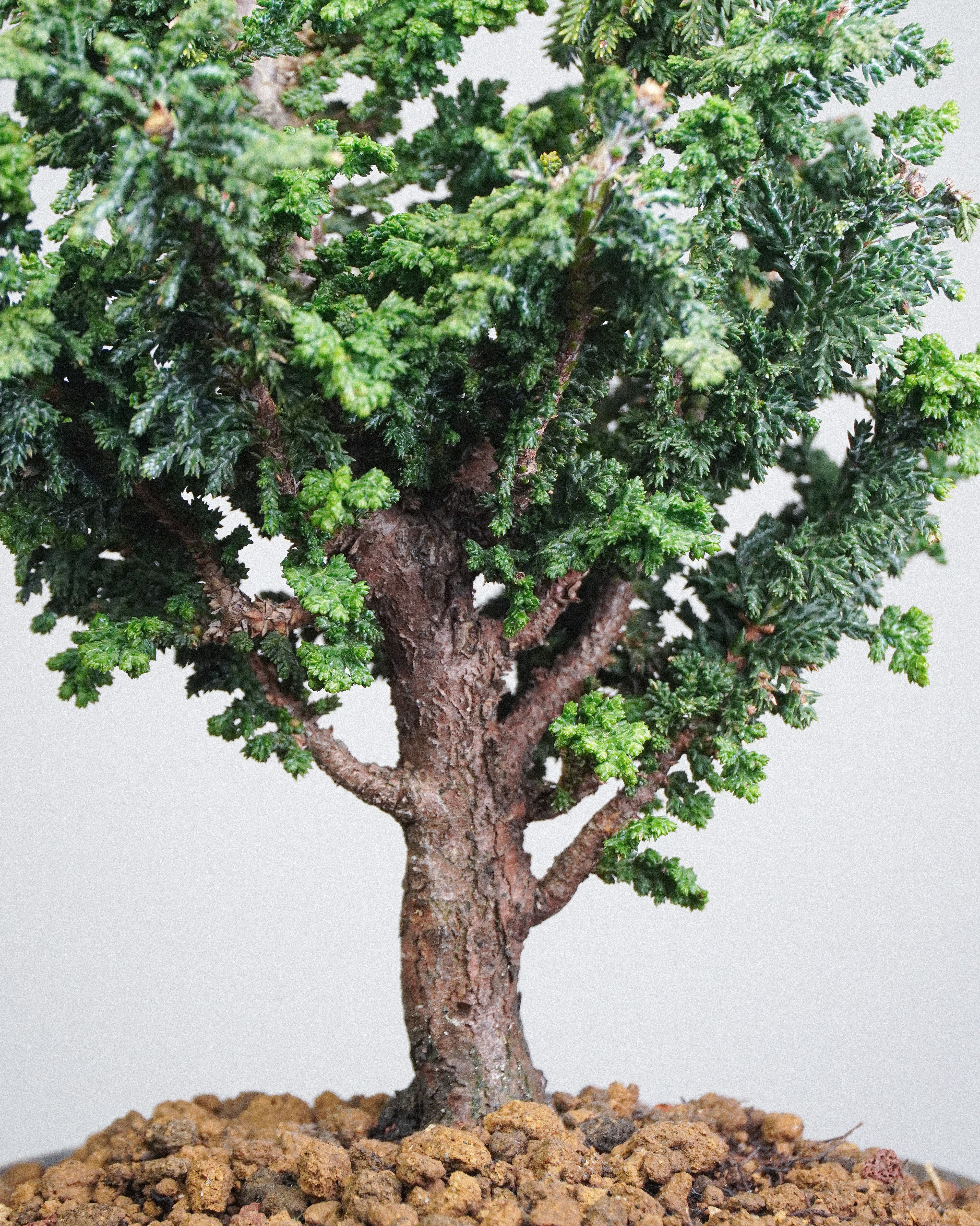 Sekka Hinoki Cypress