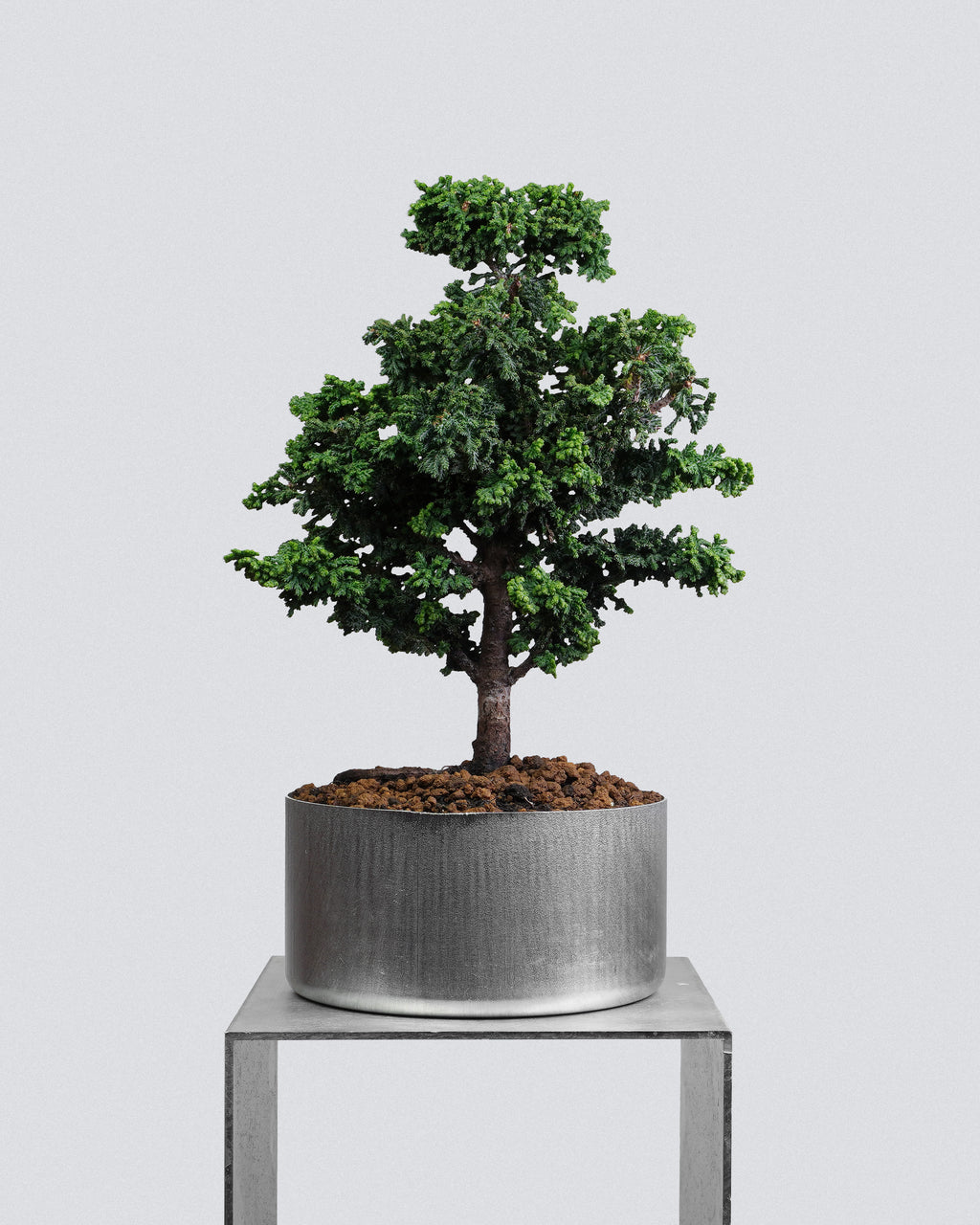 Sekka Hinoki Cypress