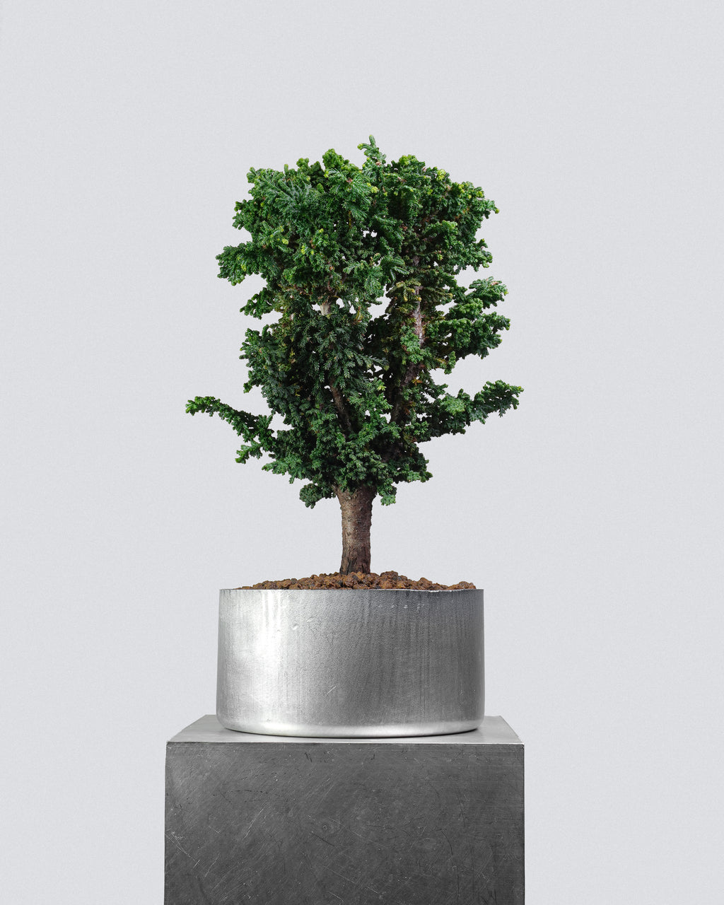 Sekka Hinoki Cypress 022