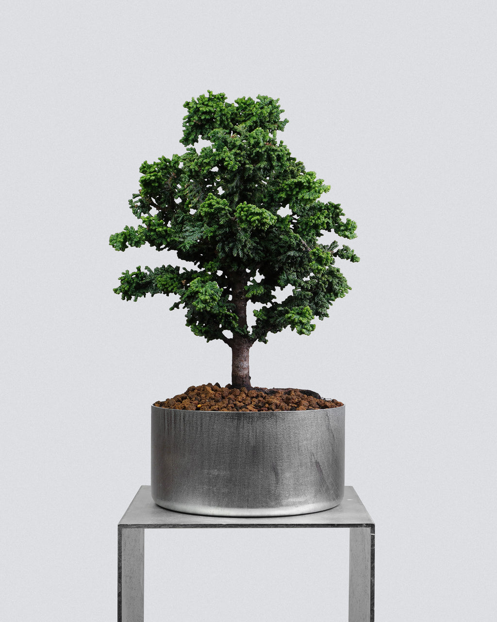 Sekka Hinoki Cypress