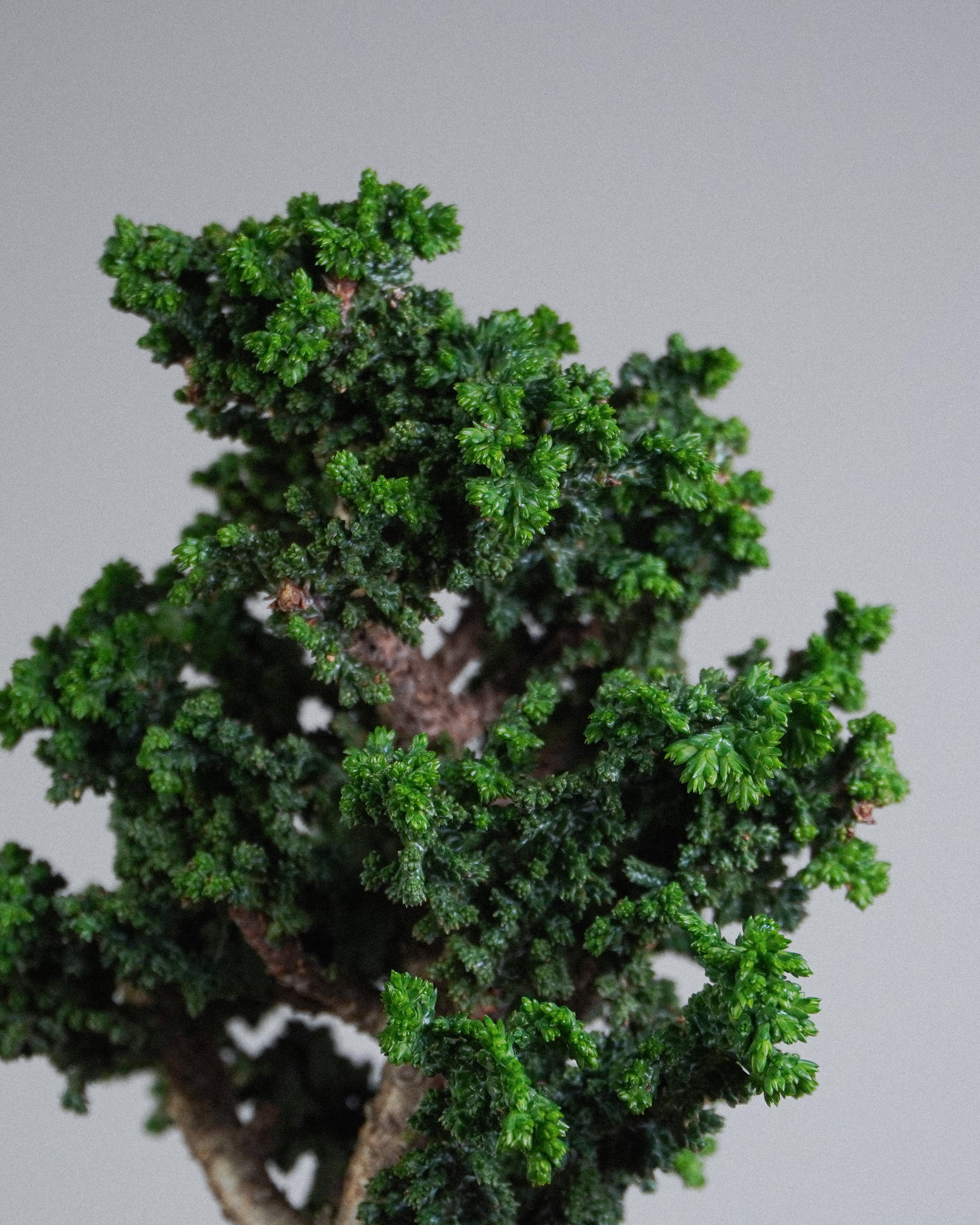 石化檜 Sekka Hinoki Cypress Bonsai 深綠色石化鱗葉團簇細部特寫 盆栽香港室內植物