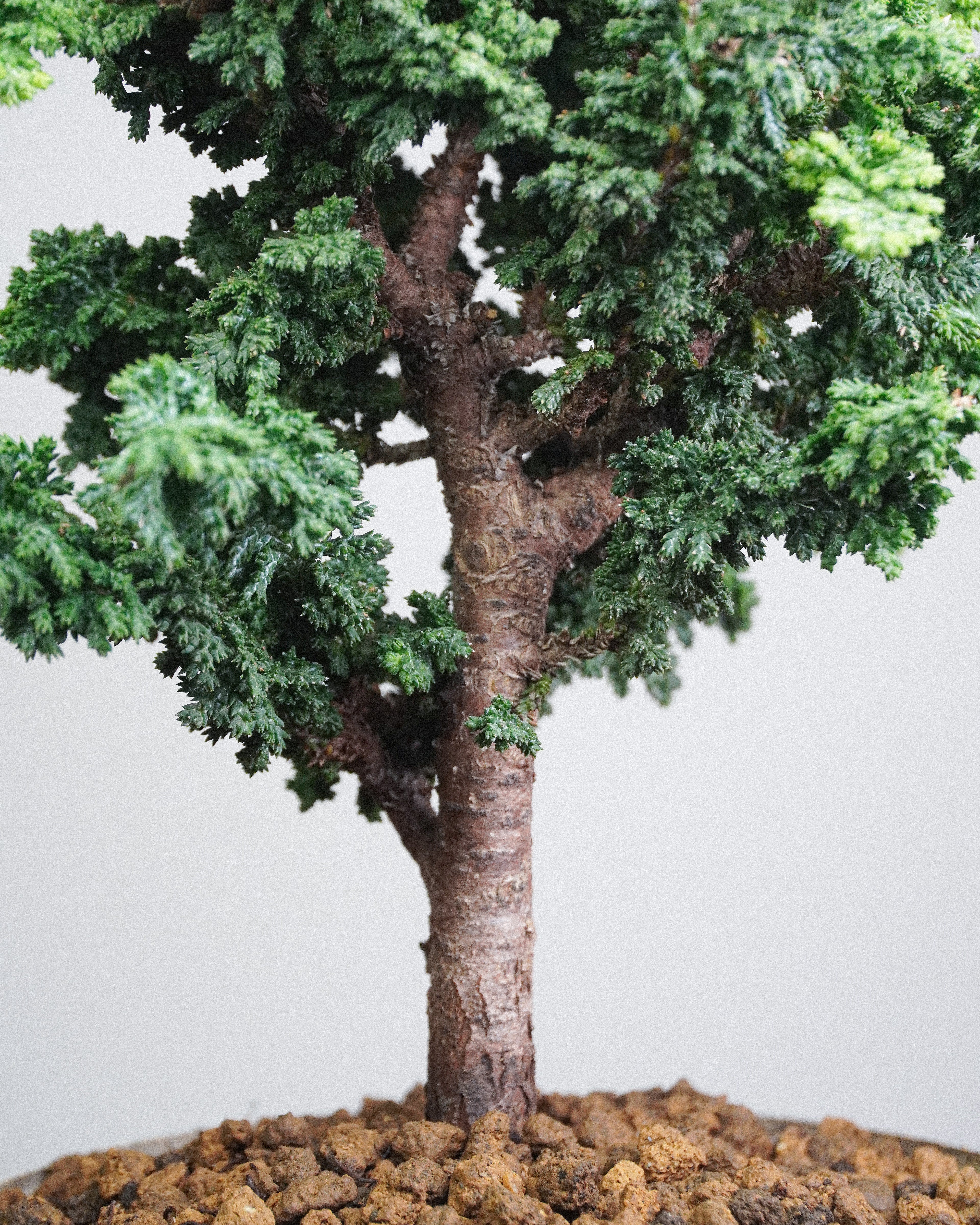 Sekka Hinoki Cypress