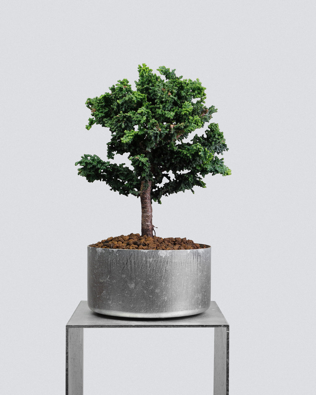 Sekka Hinoki Cypress