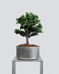 Sekka Hinoki Cypress