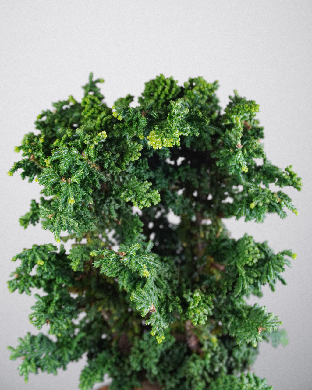 Sekka Hinoki Cypress 022