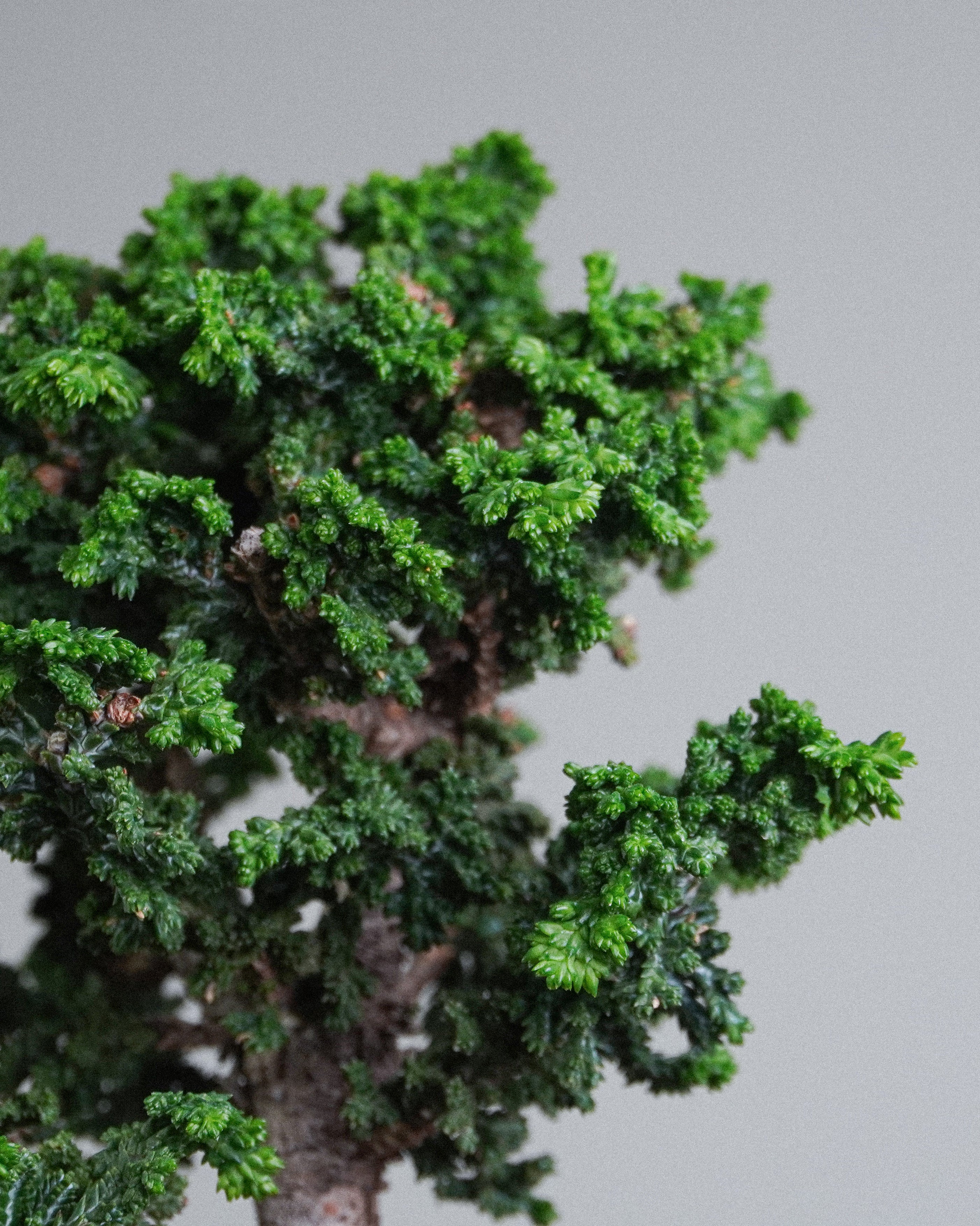 石化檜 Sekka Hinoki Cypress Bonsai 深綠色石化鱗葉團簇細部特寫 盆栽香港辦公室植物