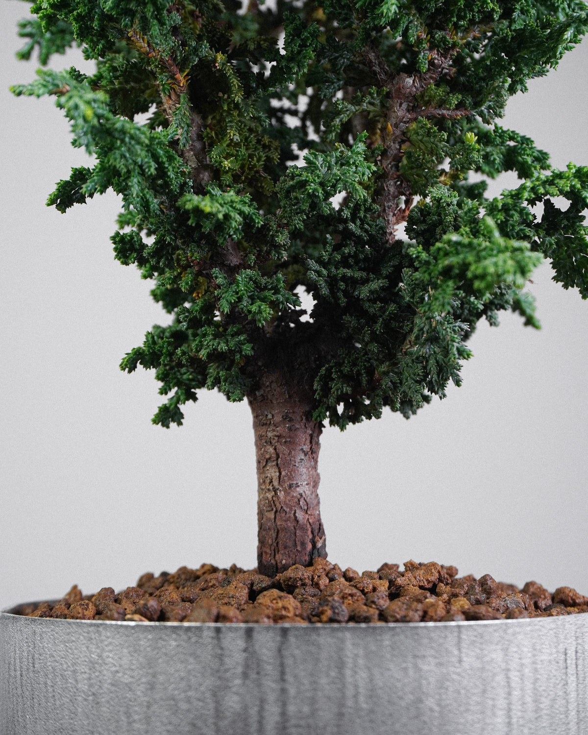Sekka Hinoki Cypress 022