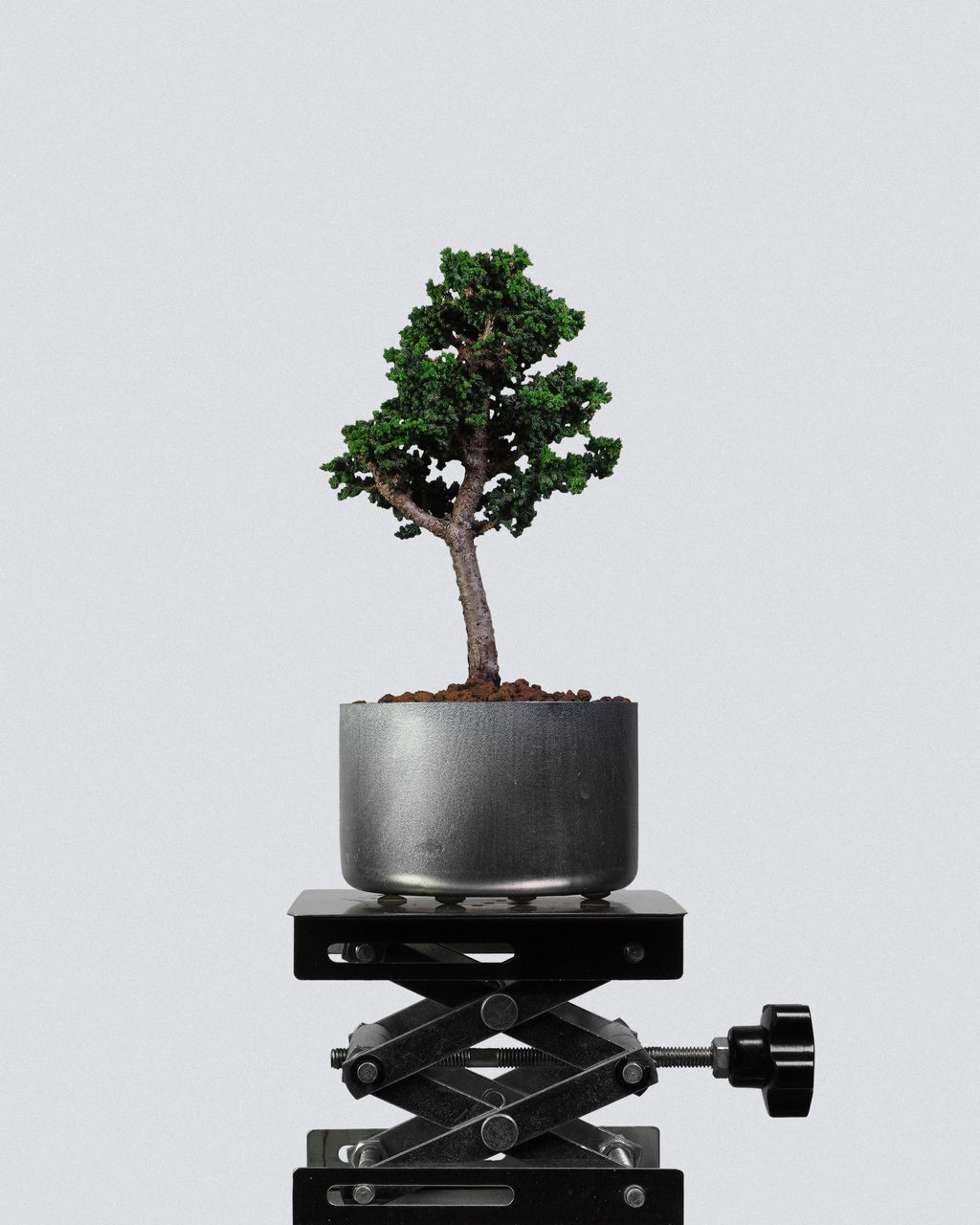 Sekka Hinoki Cypress - Bonso