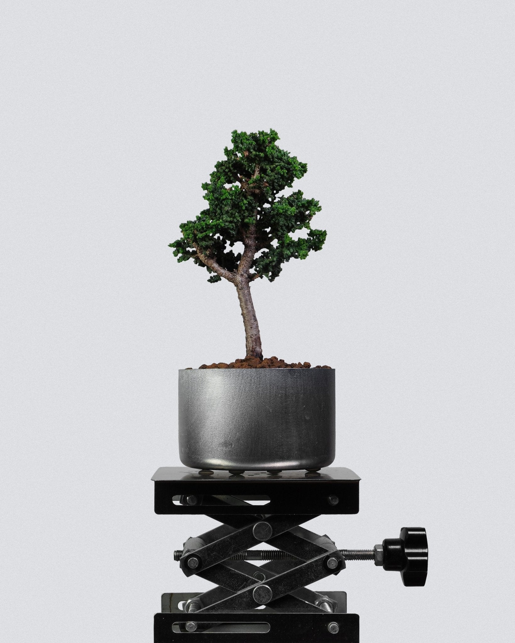 Sekka Hinoki Cypress - Bonso