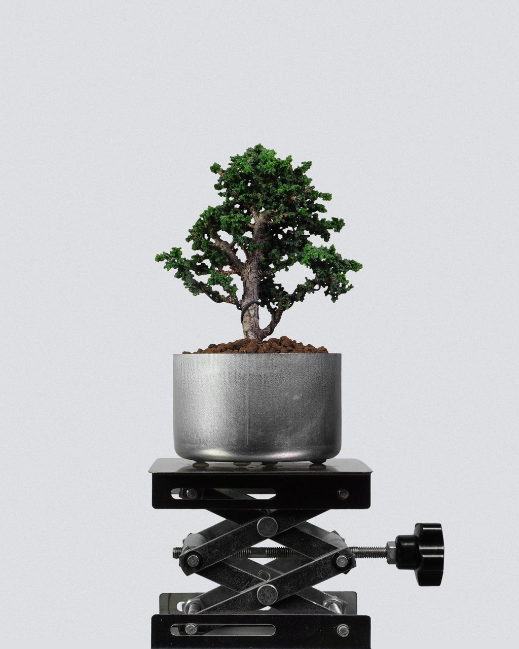 Sekka Hinoki Cypress - Bonso