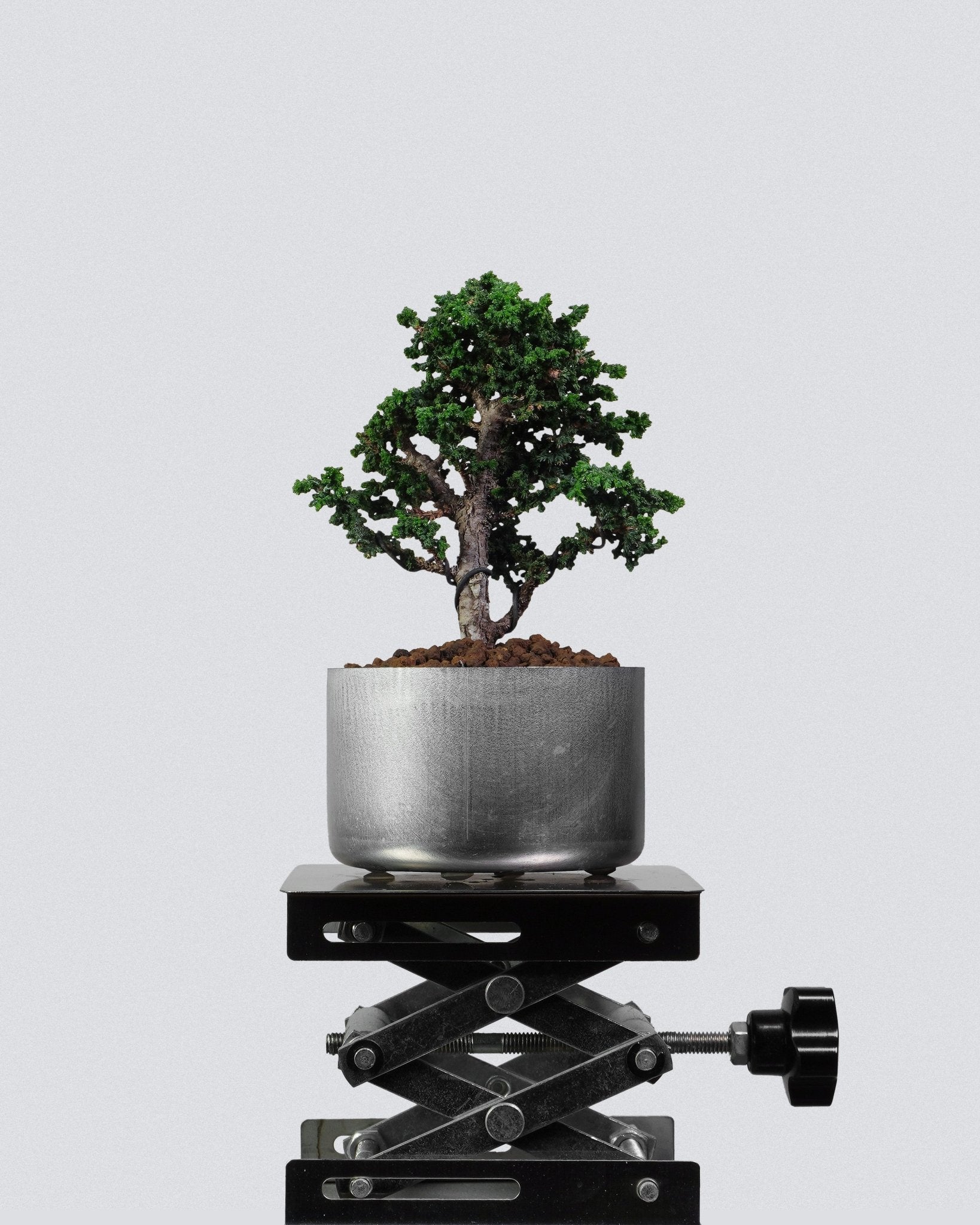 Sekka Hinoki Cypress - Bonso