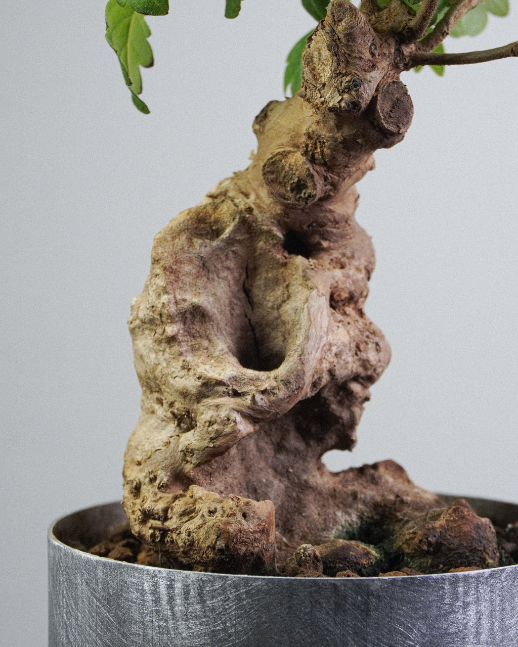 Vitex - Bonso