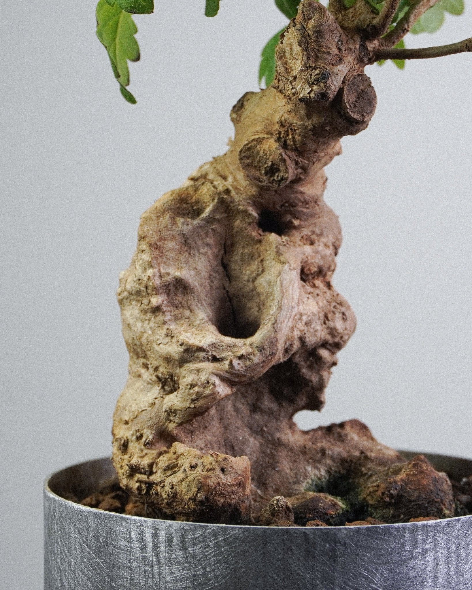 Vitex - Bonso