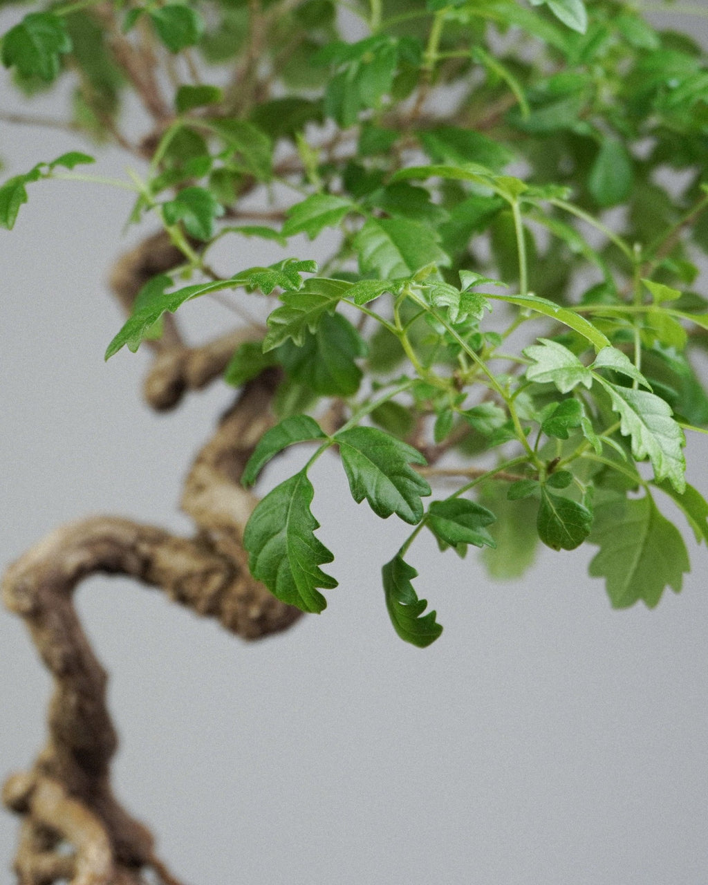 Vitex - Bonso