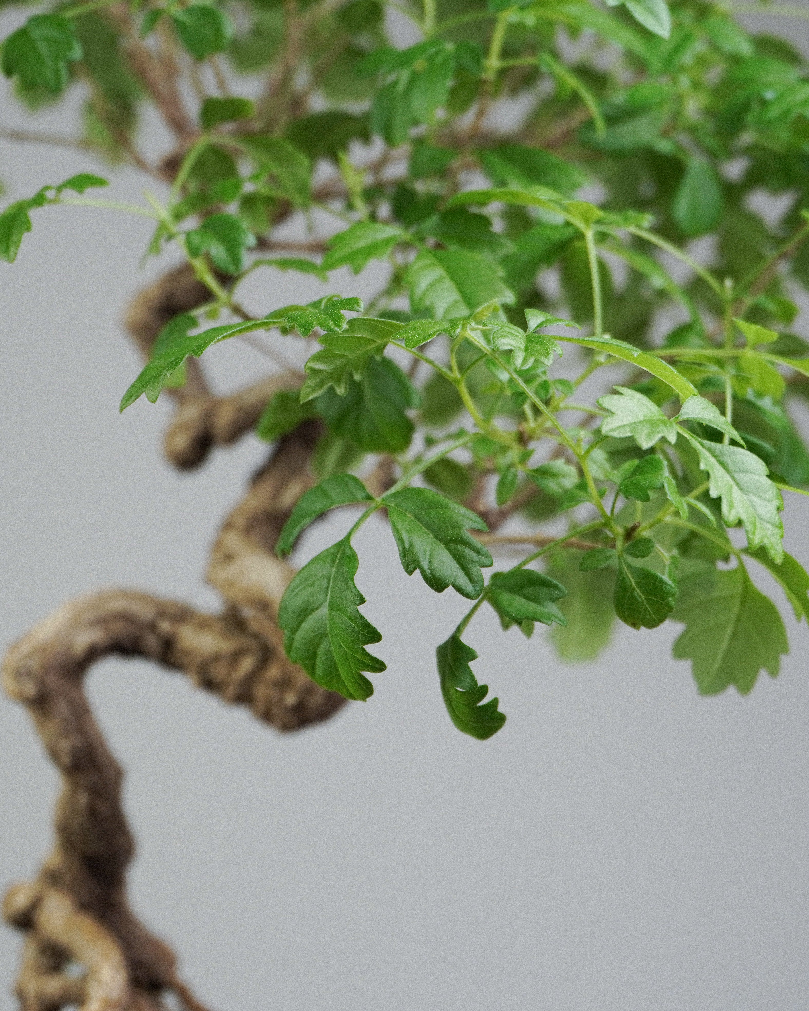 黃荊 Vitex Bonsai 翠綠細緻葉片與枝條層次特寫 盆栽香港室內植物
