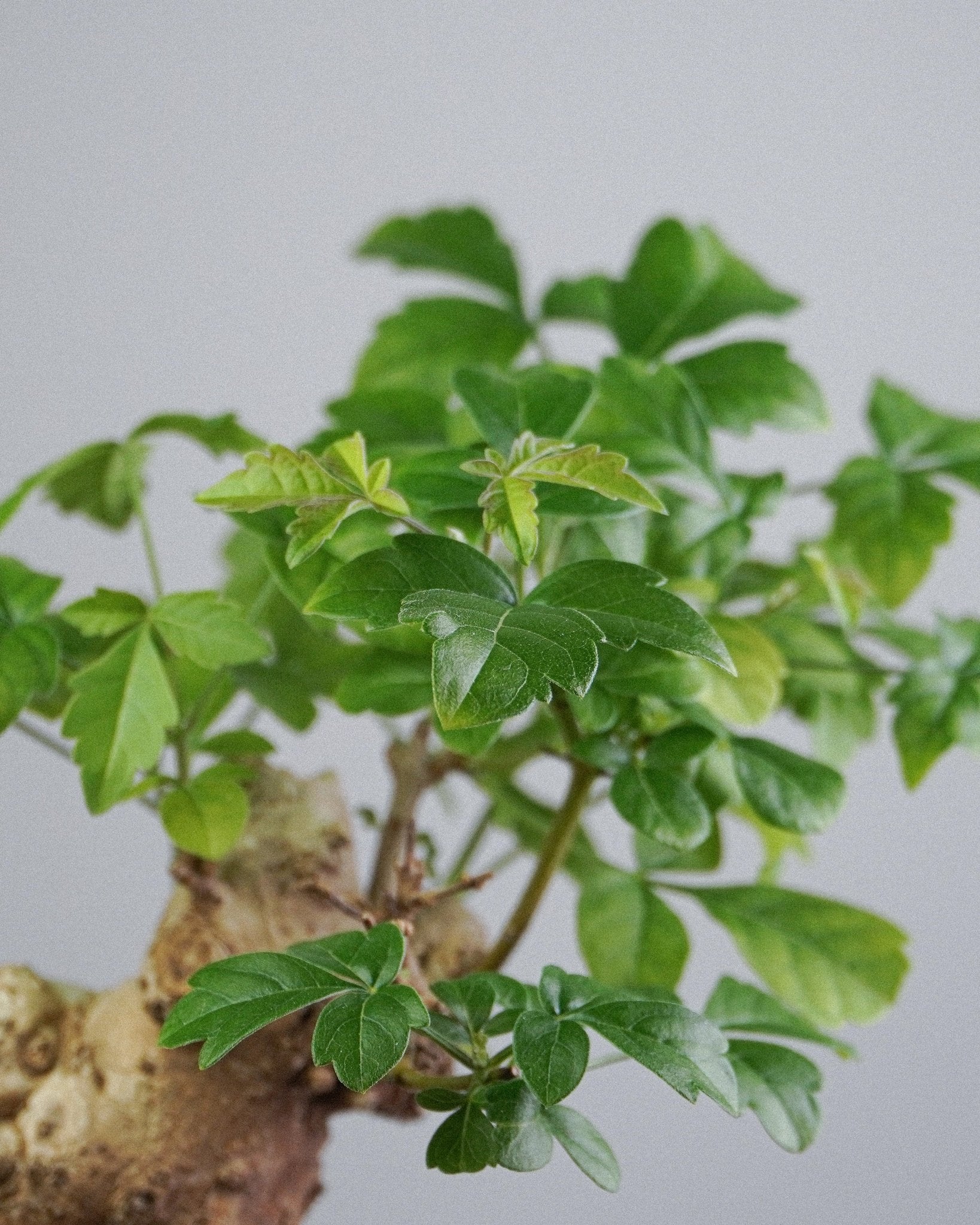 Vitex - Bonso