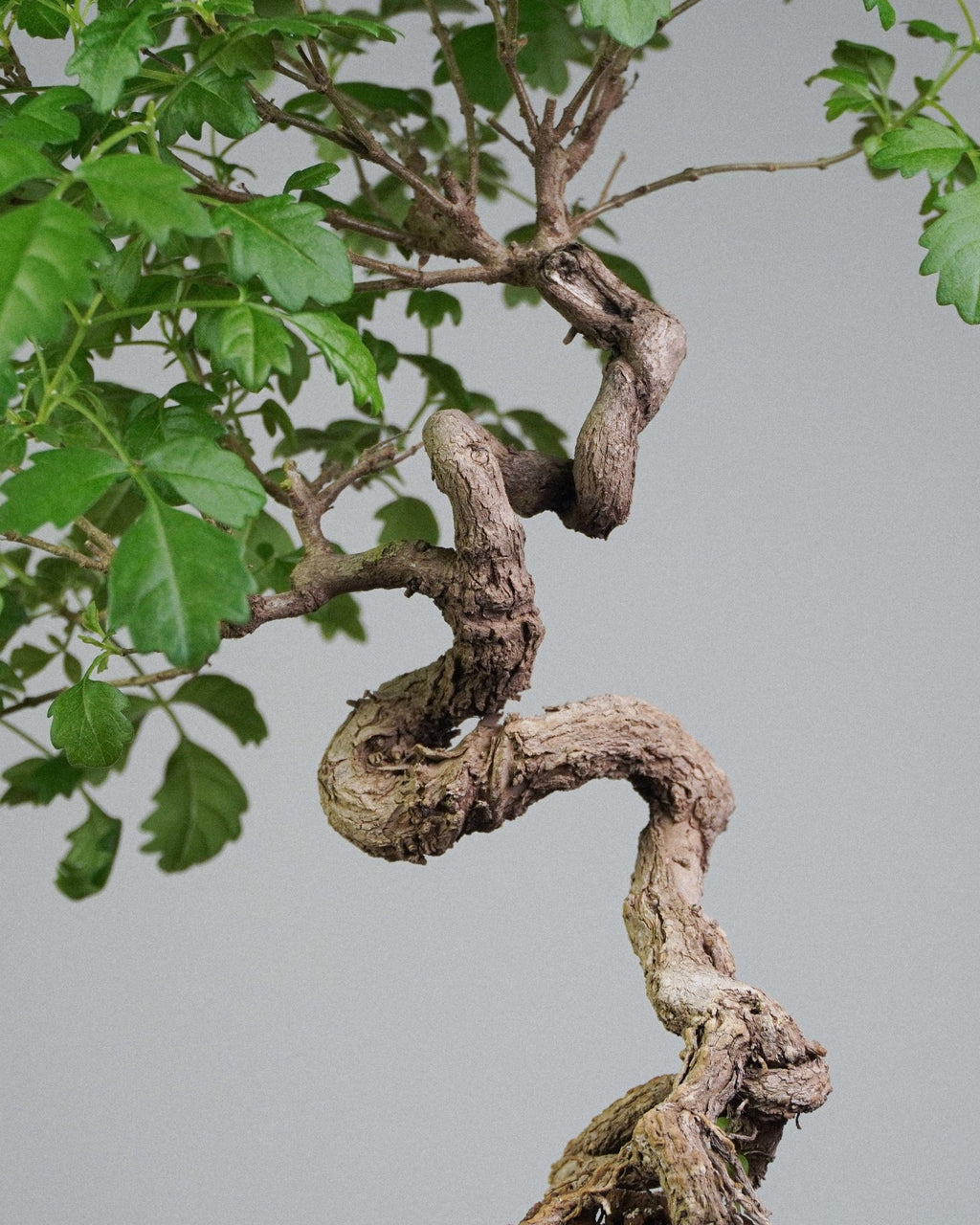 Vitex - Bonso