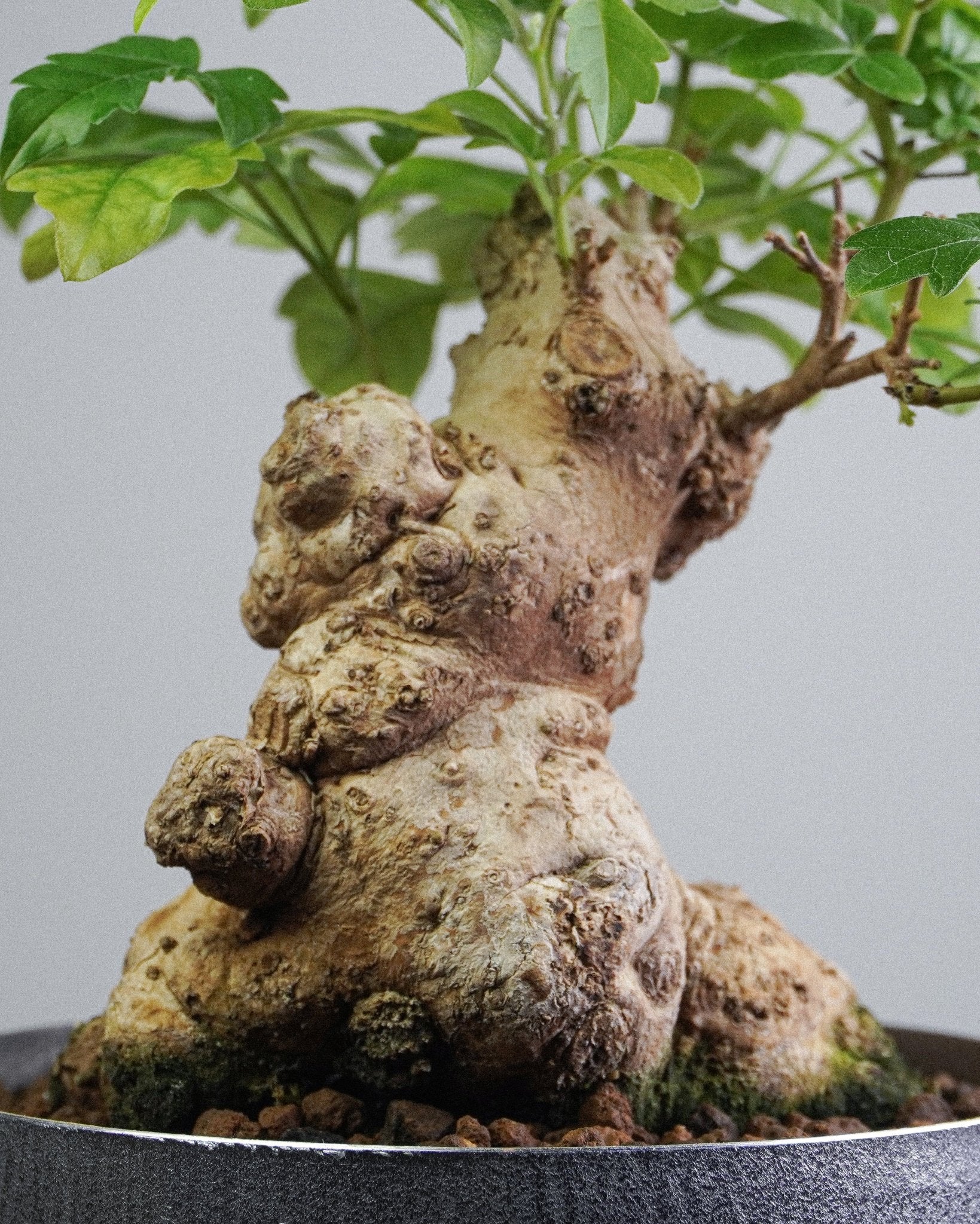 Vitex - Bonso