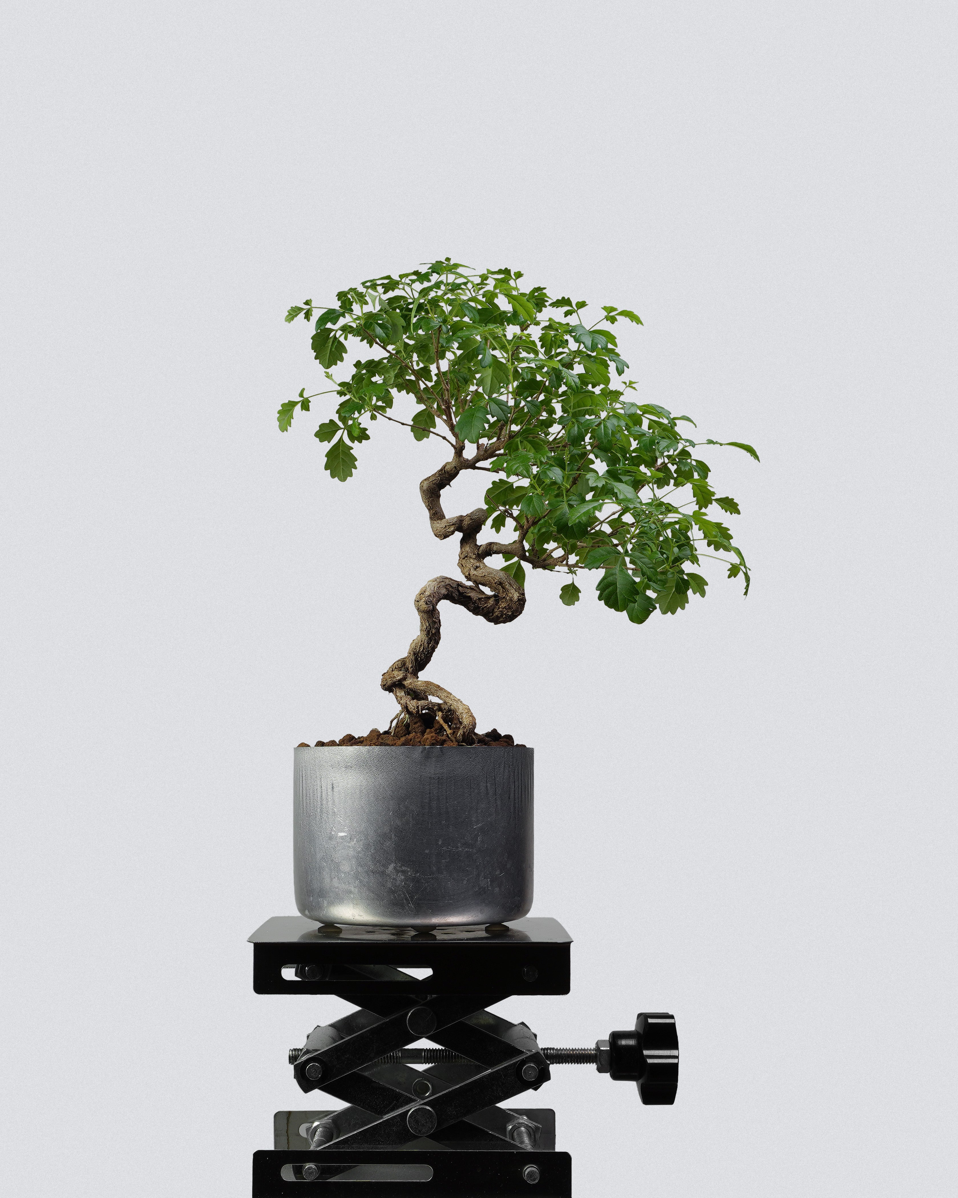 黃荊 Vitex Bonsai 極致S型扭幹造型配銀色圓盆 盆景香港辦公室植物