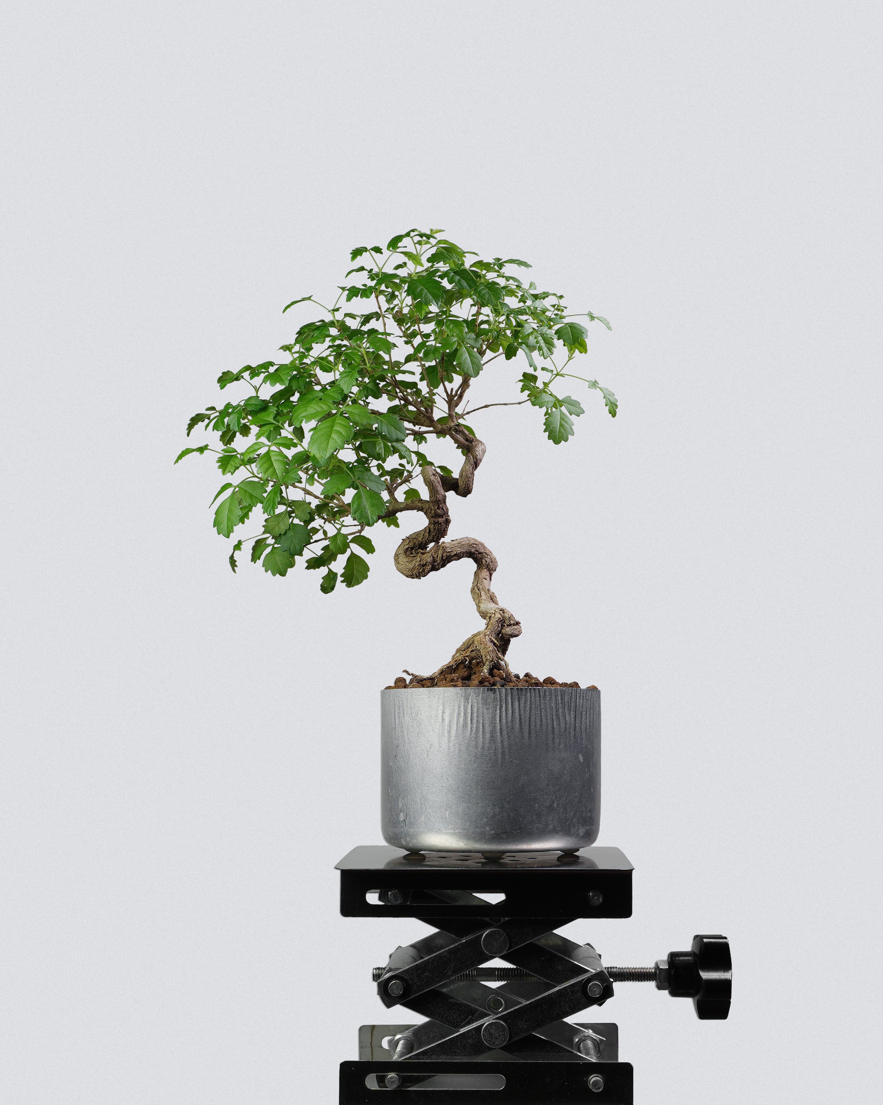 黃荊 Vitex Bonsai 斜幹樹勢與翠綠羽狀複葉展示 盆景香港室內植物