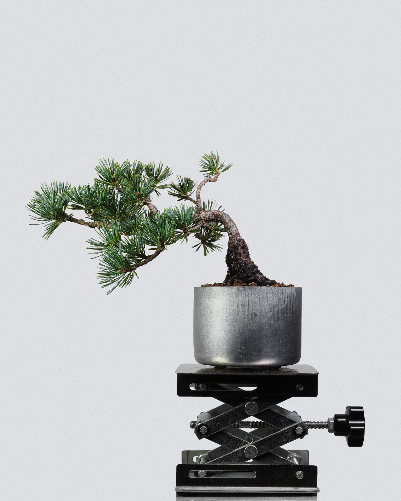 五針松 Five Needle Pine Bonsai 螺旋扭幹斜幹造型配銀色圓盆 盆景香港辦公室植物