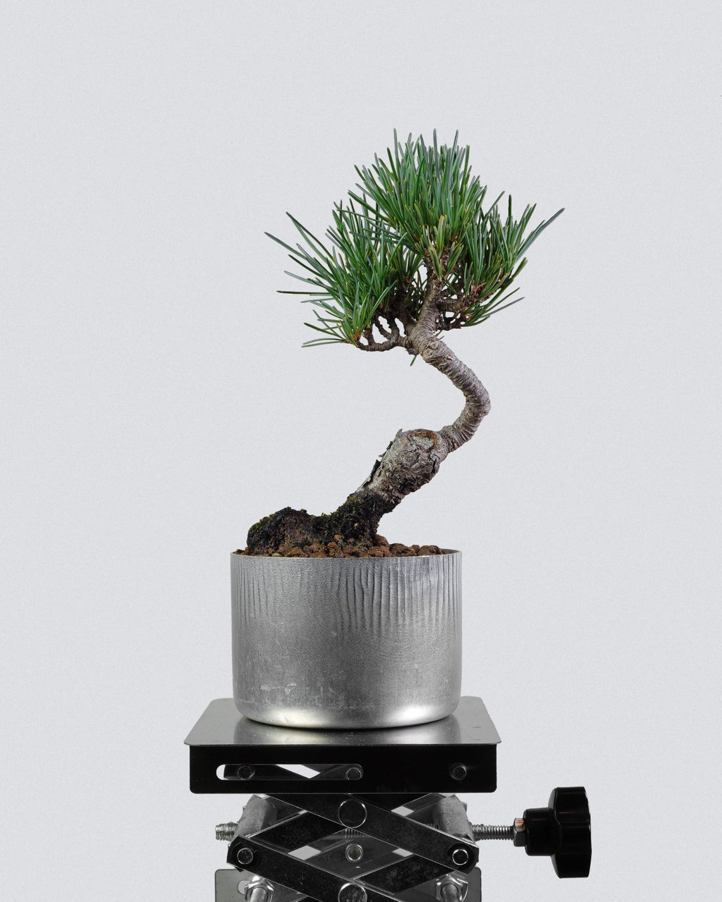 White pine - Bonso