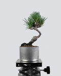 White pine - Bonso