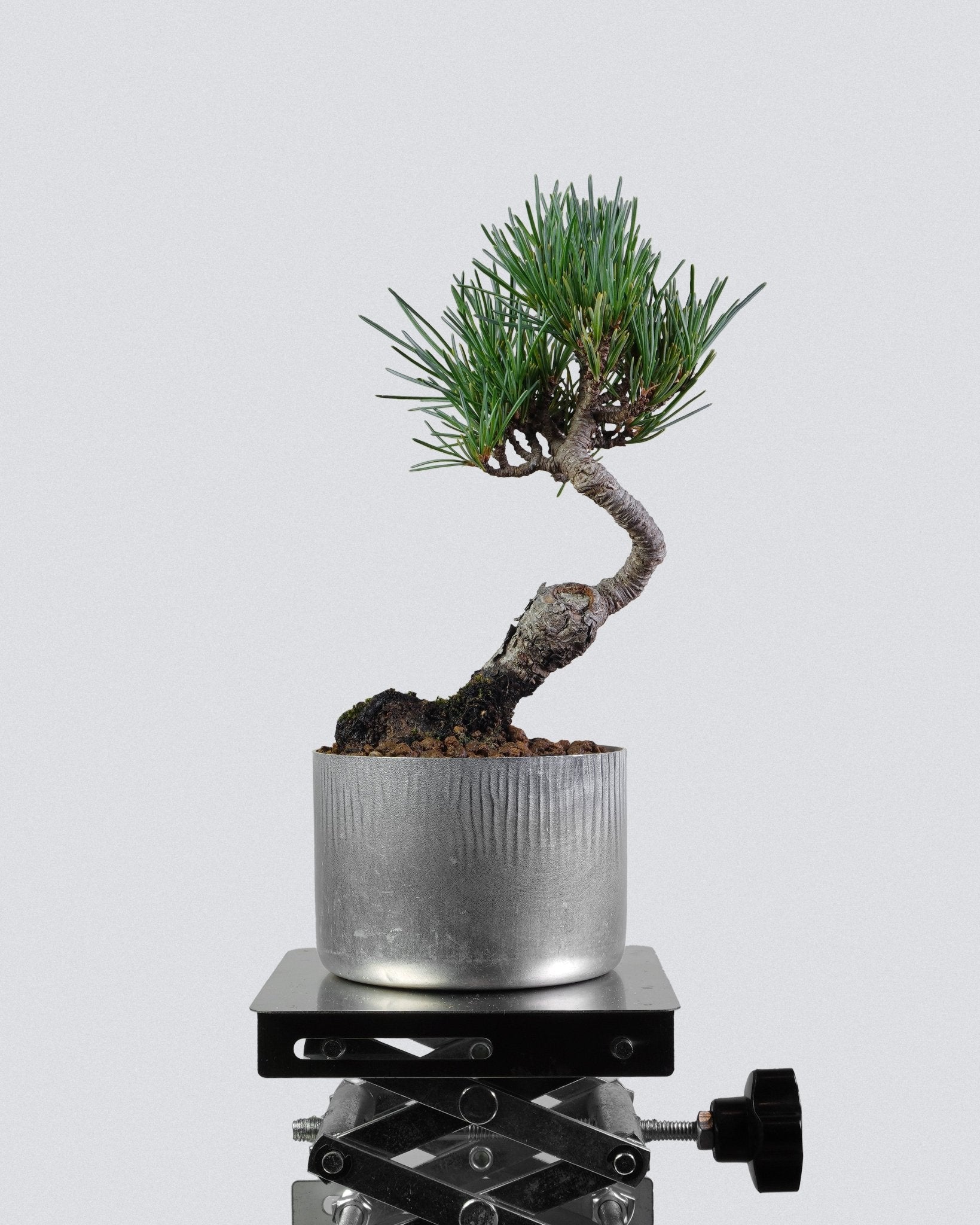 White pine - Bonso