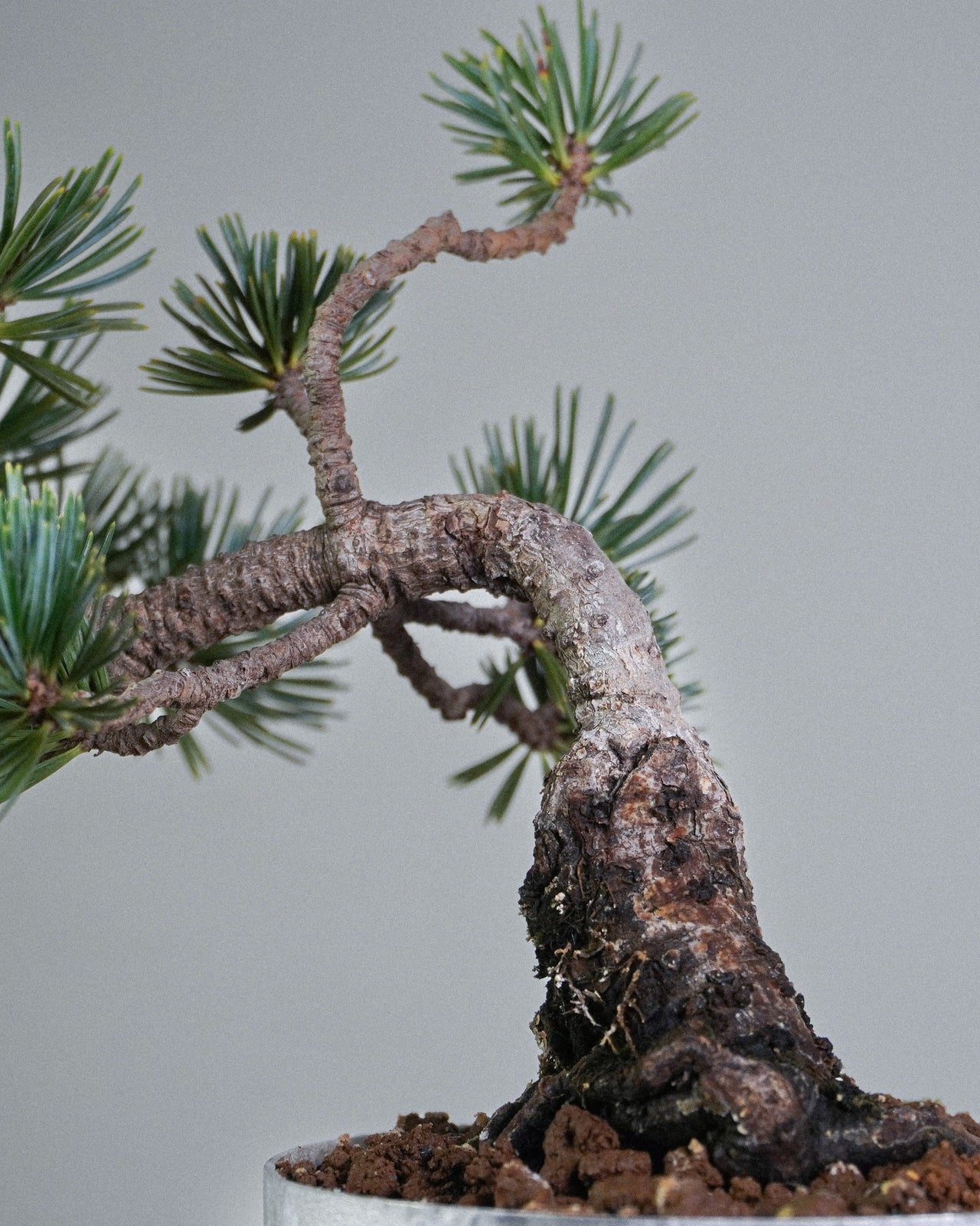 五針松 Five Needle Pine Bonsai 螺旋狀扭曲樹幹與荒皮質感展示 盆栽香港室內植物