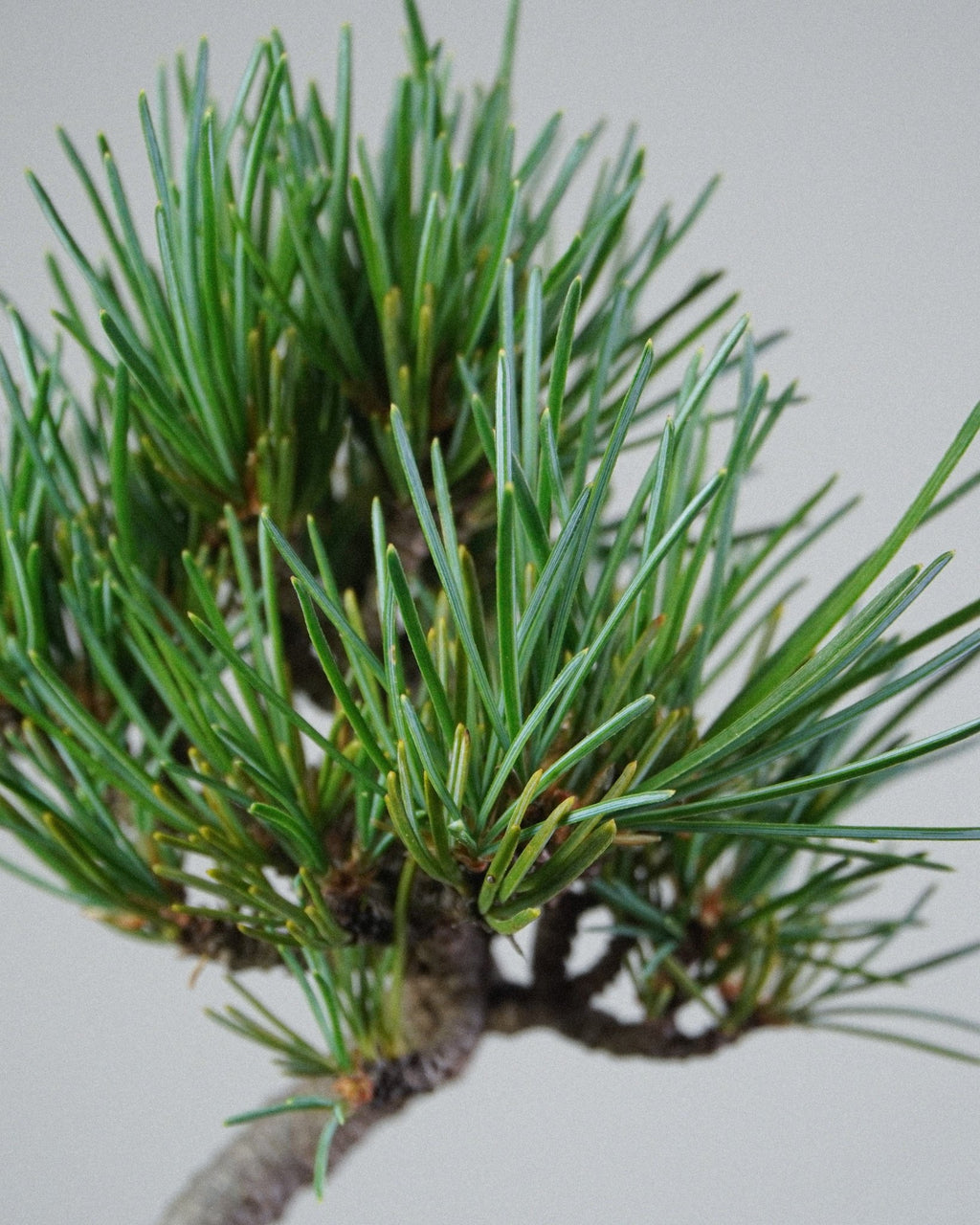 White pine - Bonso